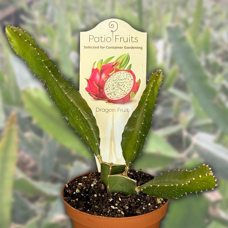 Red dragon fruit plants