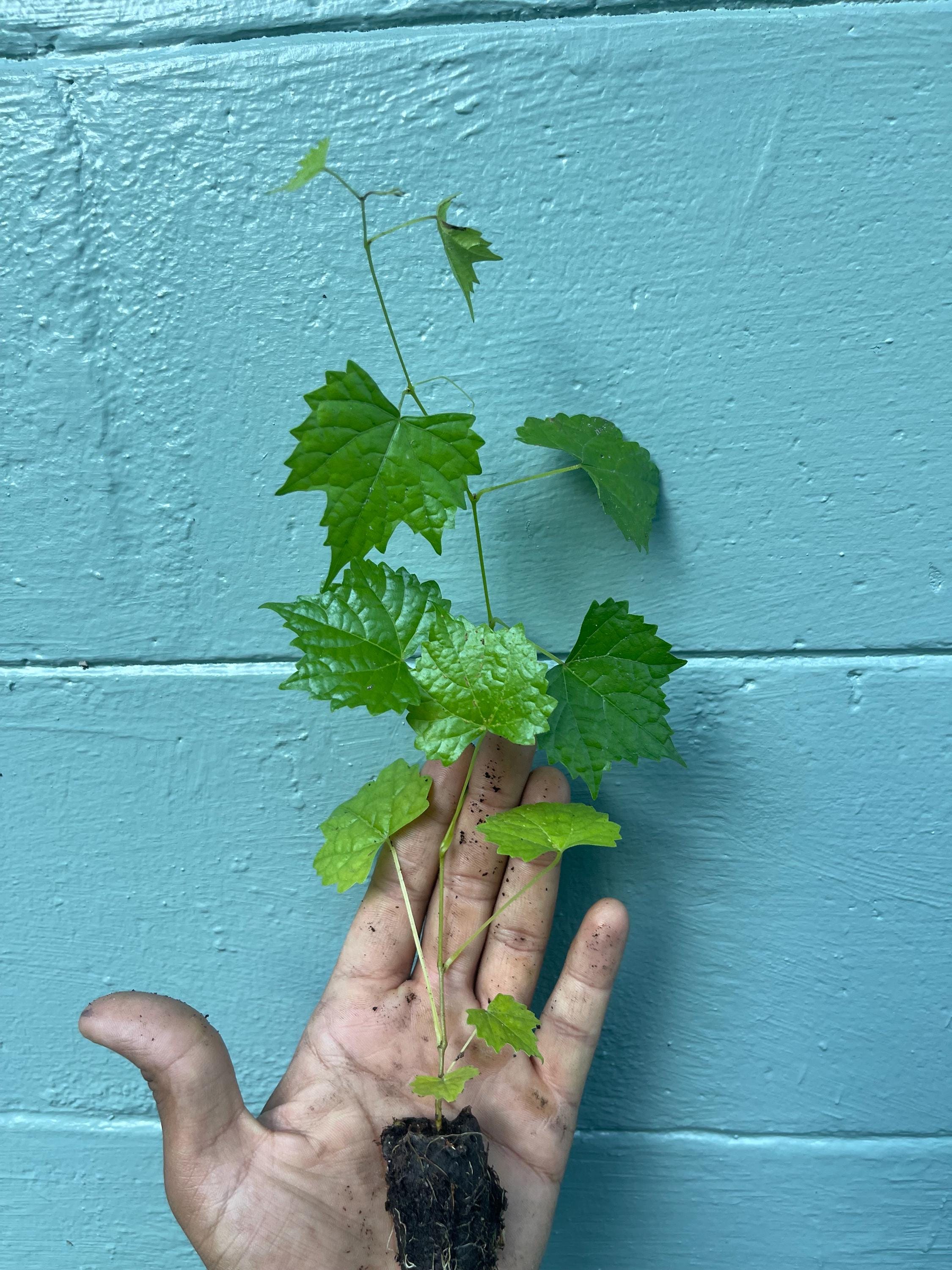 Carlos Muscadine Grape Vine: Self-Fertile Live Plant for Home Garden