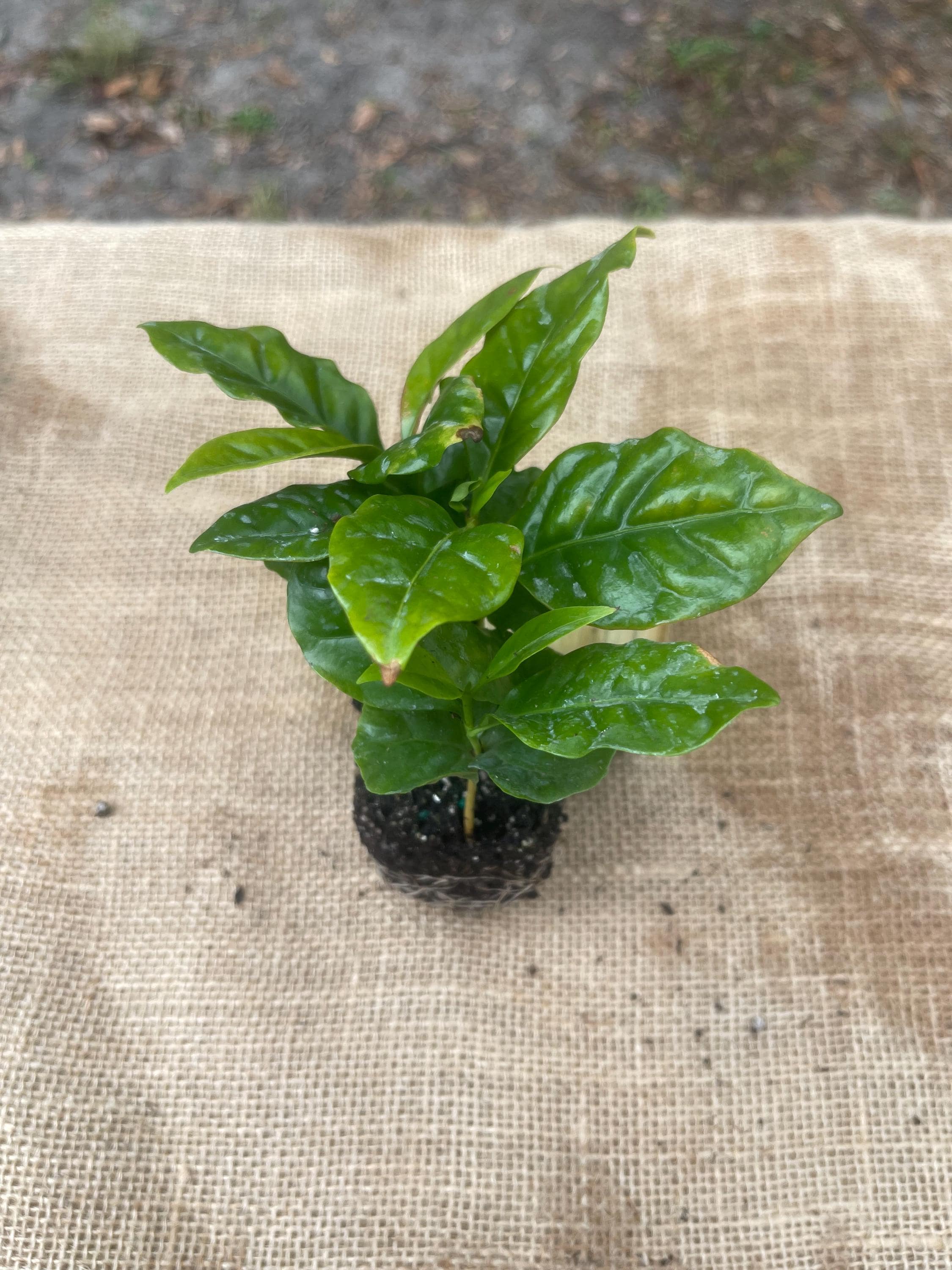 Coffea Arabica Coffee Plant: Live Indoor Houseplant, Easy Care