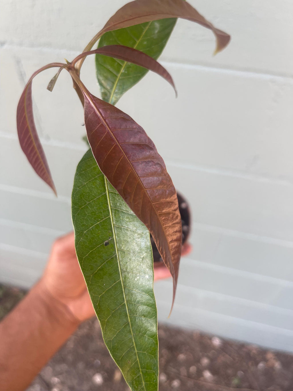 Live Mango Seedling – Unknown Variety | Tropical Fruit Tree | Starter Plant