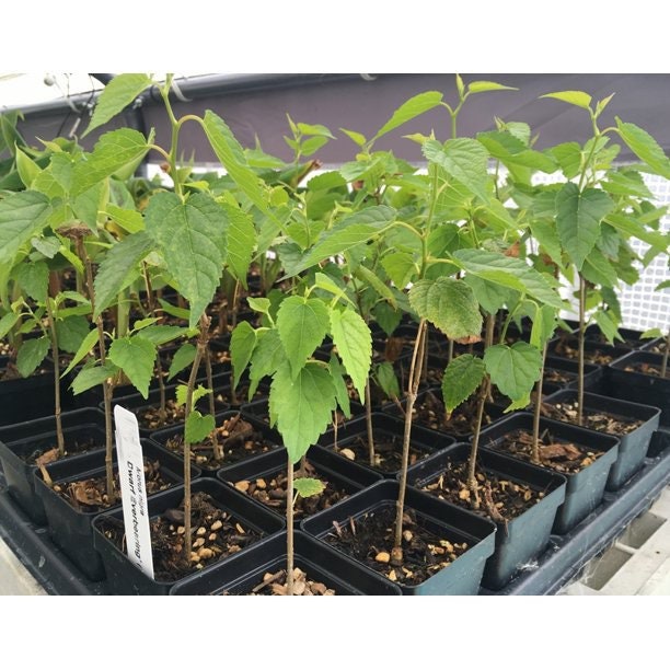 Dwarf everbearing Mulberry plants