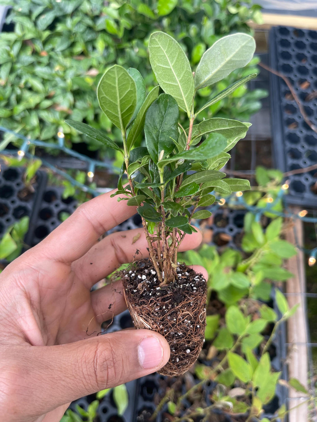 Pineapple Guava Live Plants – Acca Sellowiana Fruit Shrub, Evergreen, Edible & Ornamental Garden Bush