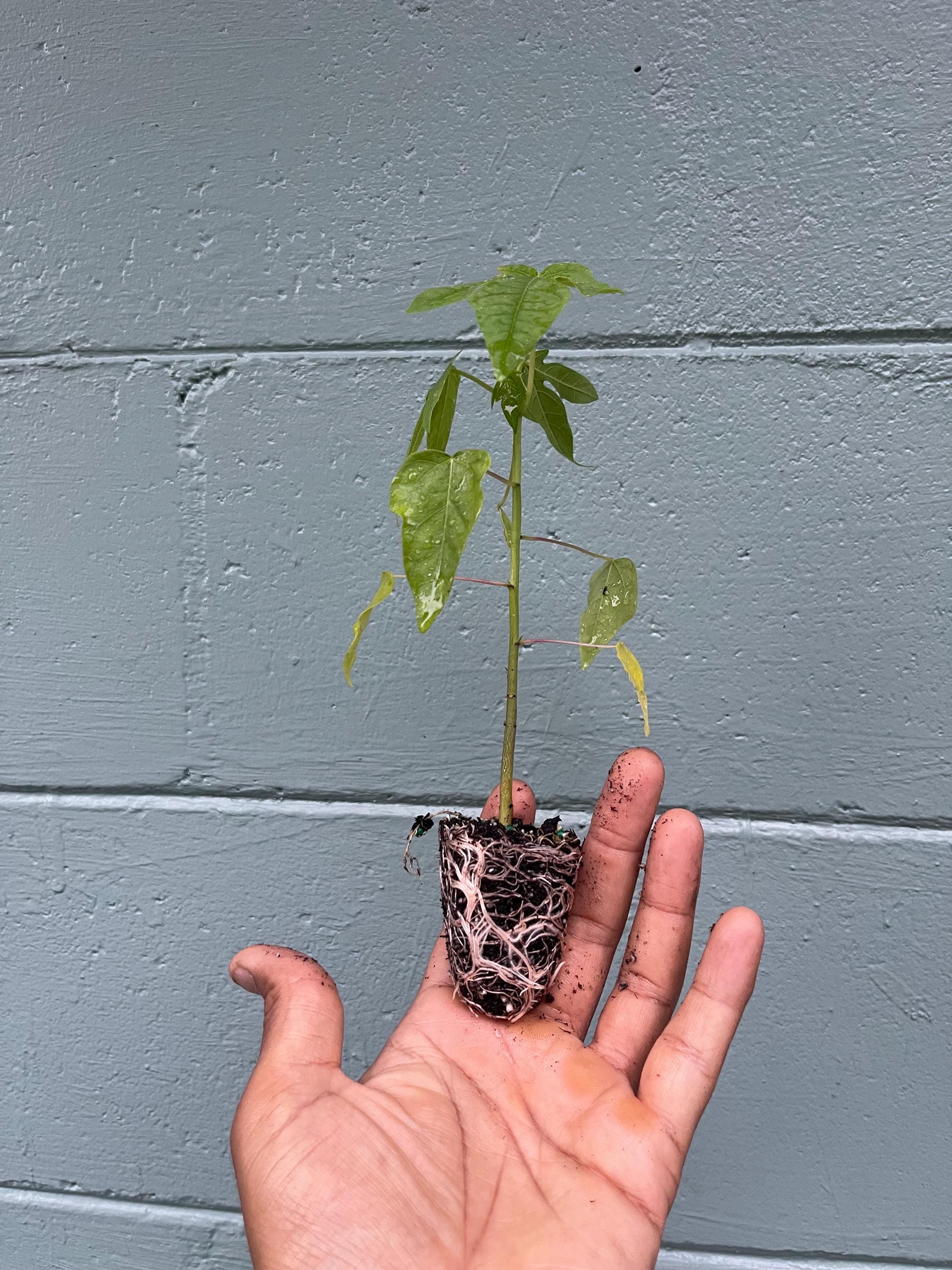 Dwarf papaya plants