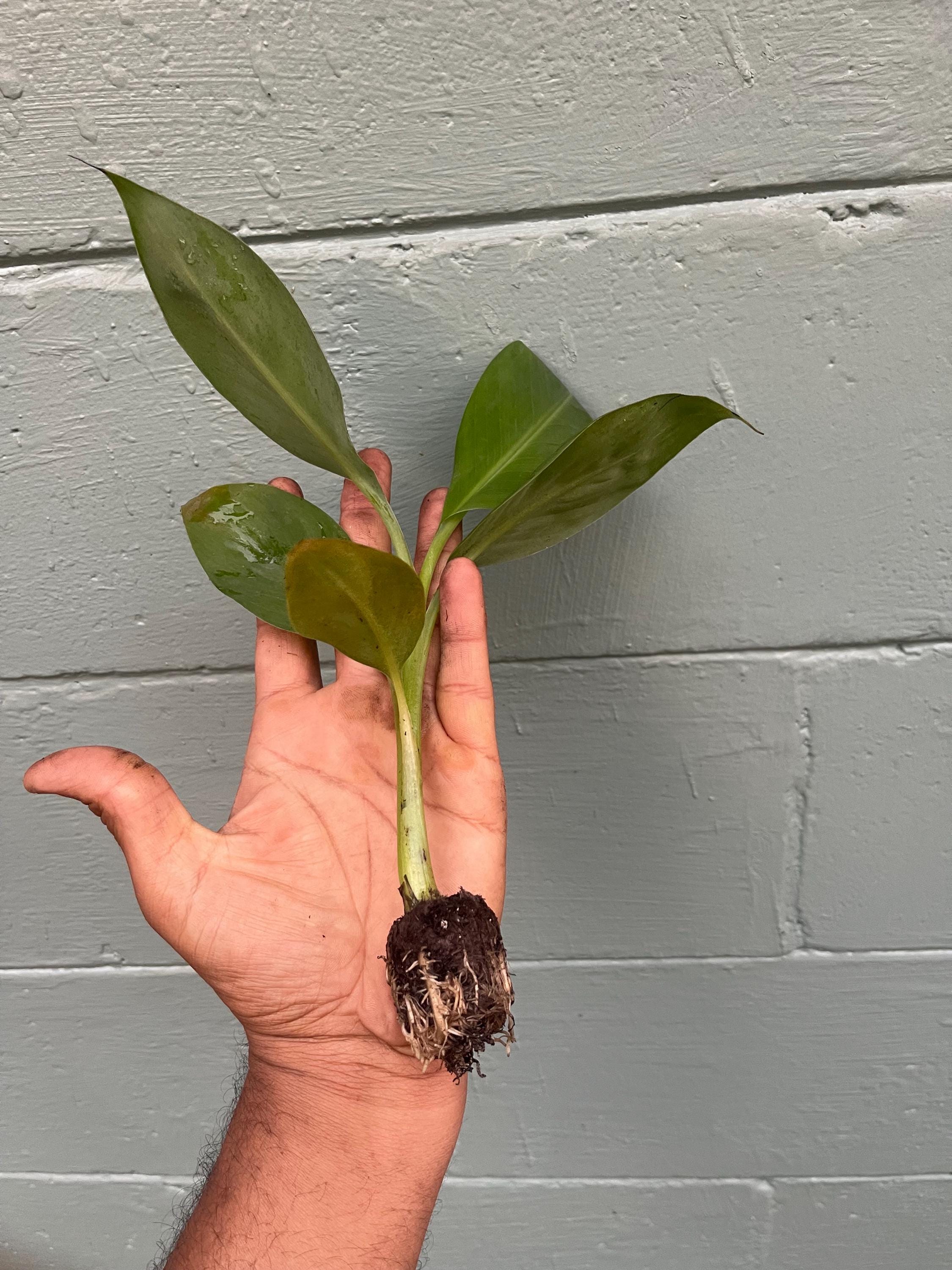 African Giant Banana Tree – Musa kandarian
