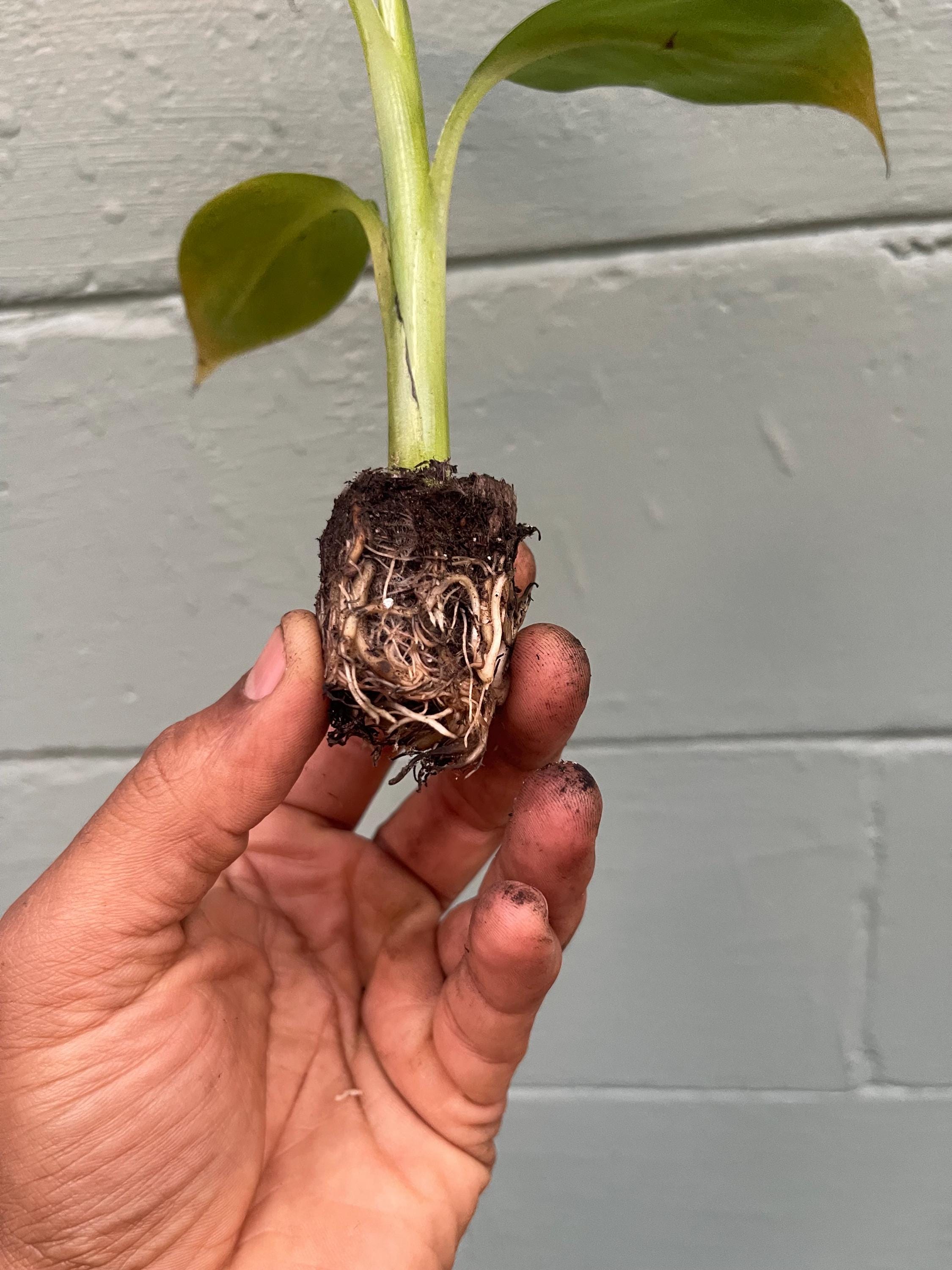 African Giant Banana Tree – Musa kandarian