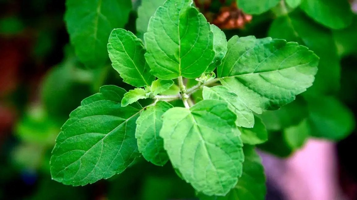 Holy basil (Rama basil) 50 seeds