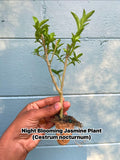 Night Blooming Jasmine Plant (Cestrum nocturnum) - Fragrant Outdoor Flowering Plant for Garden