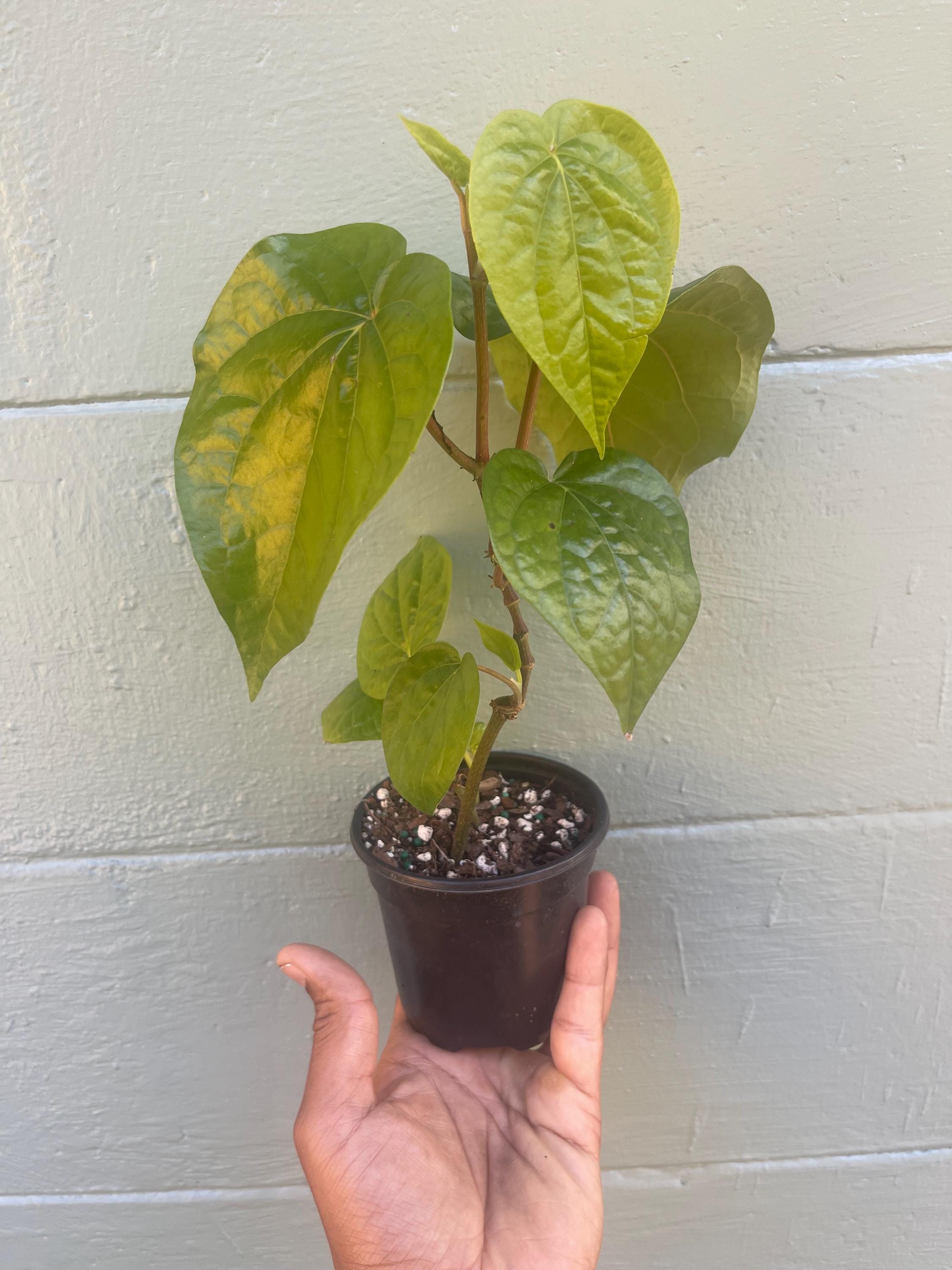 Piper Betel Plant | Betel Leaf Vine