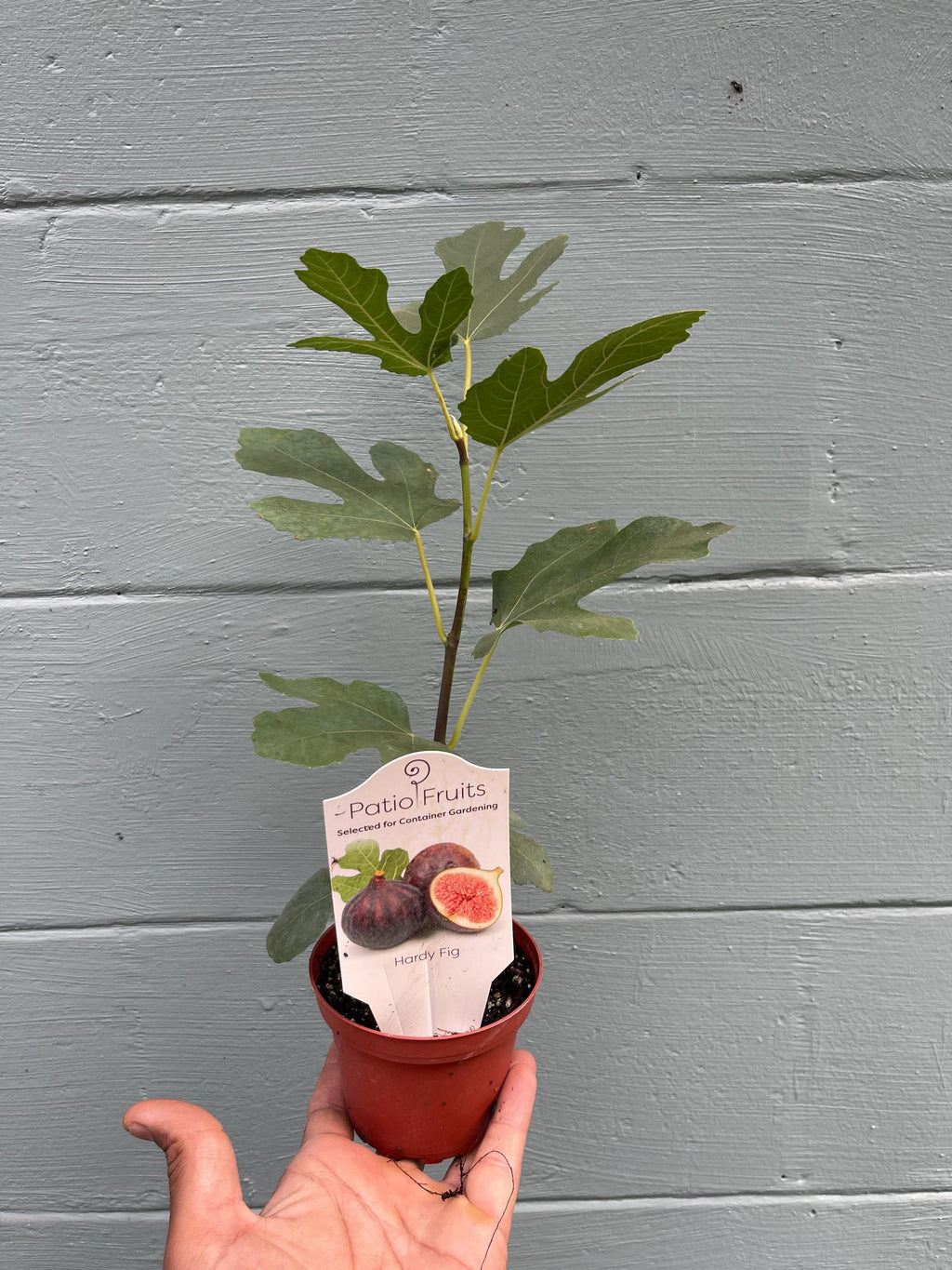 Brown Turkey Fig Tree – Live Plant – Sweet Fruit Tree for Home Gardens
