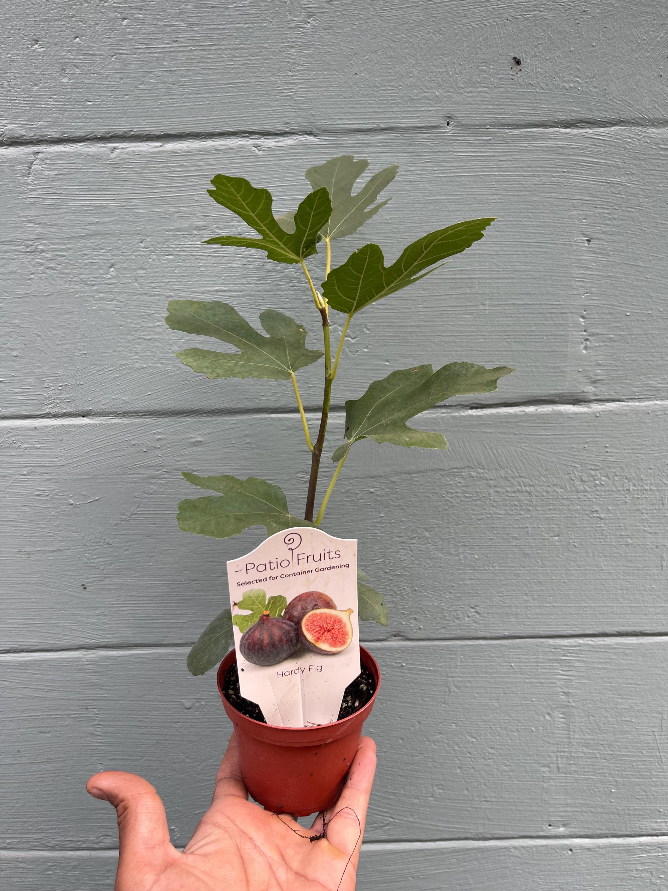 Brown Turkey Fig Tree – Live Plant – Sweet Fruit Tree for Home Gardens