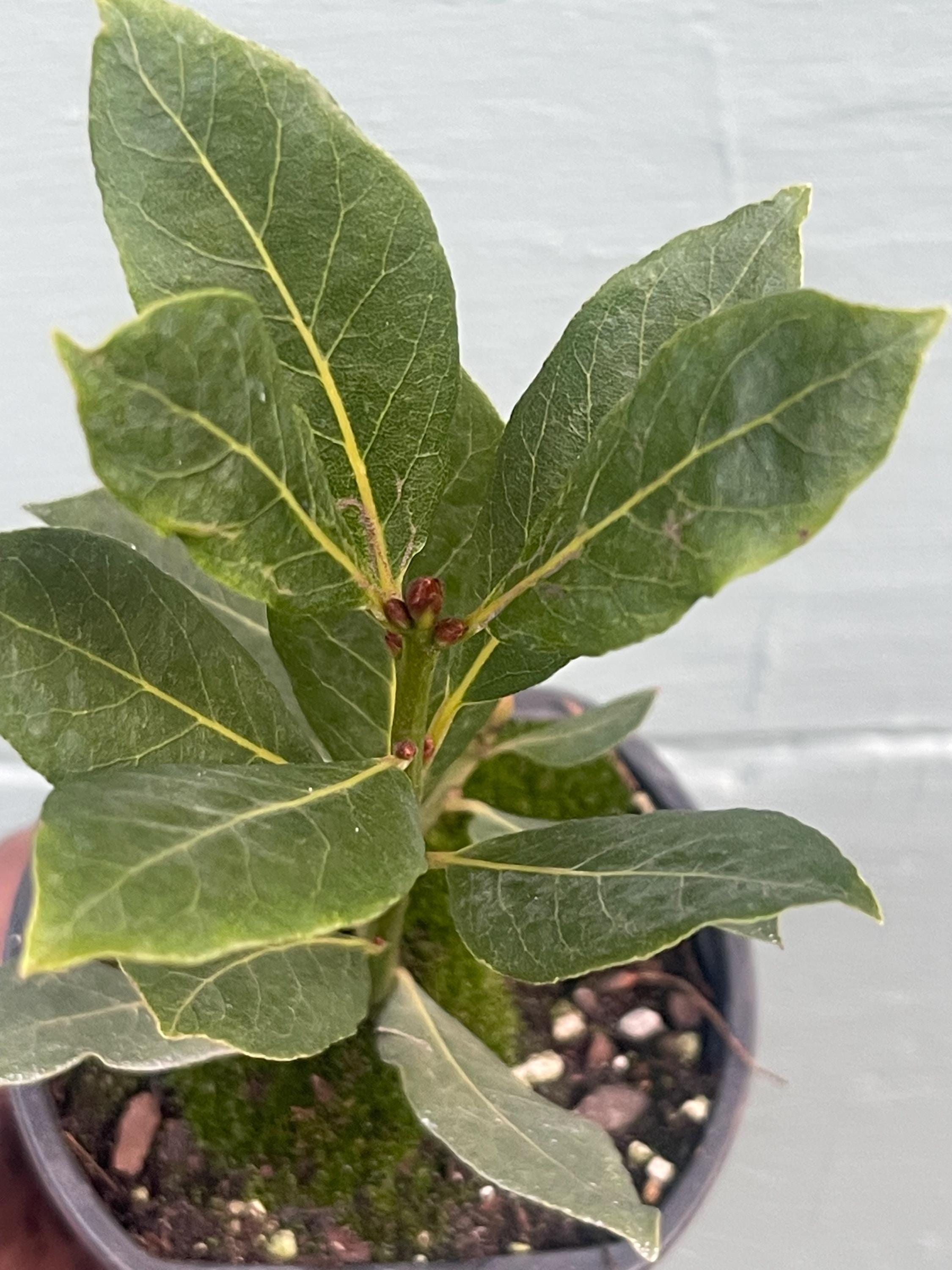 Laurus nobilis, Bay Leaf, Bay Tree, Bayleaf, Sweet Bay, Bay Laurel