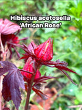 Hibiscus acetosella 'African Rose’
