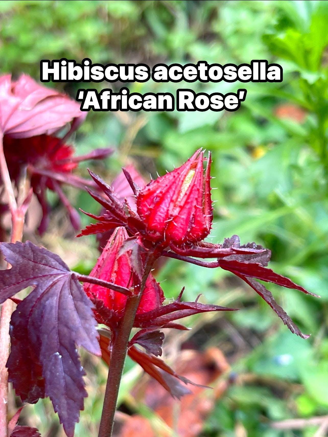 Hibiscus acetosella 'African Rose’