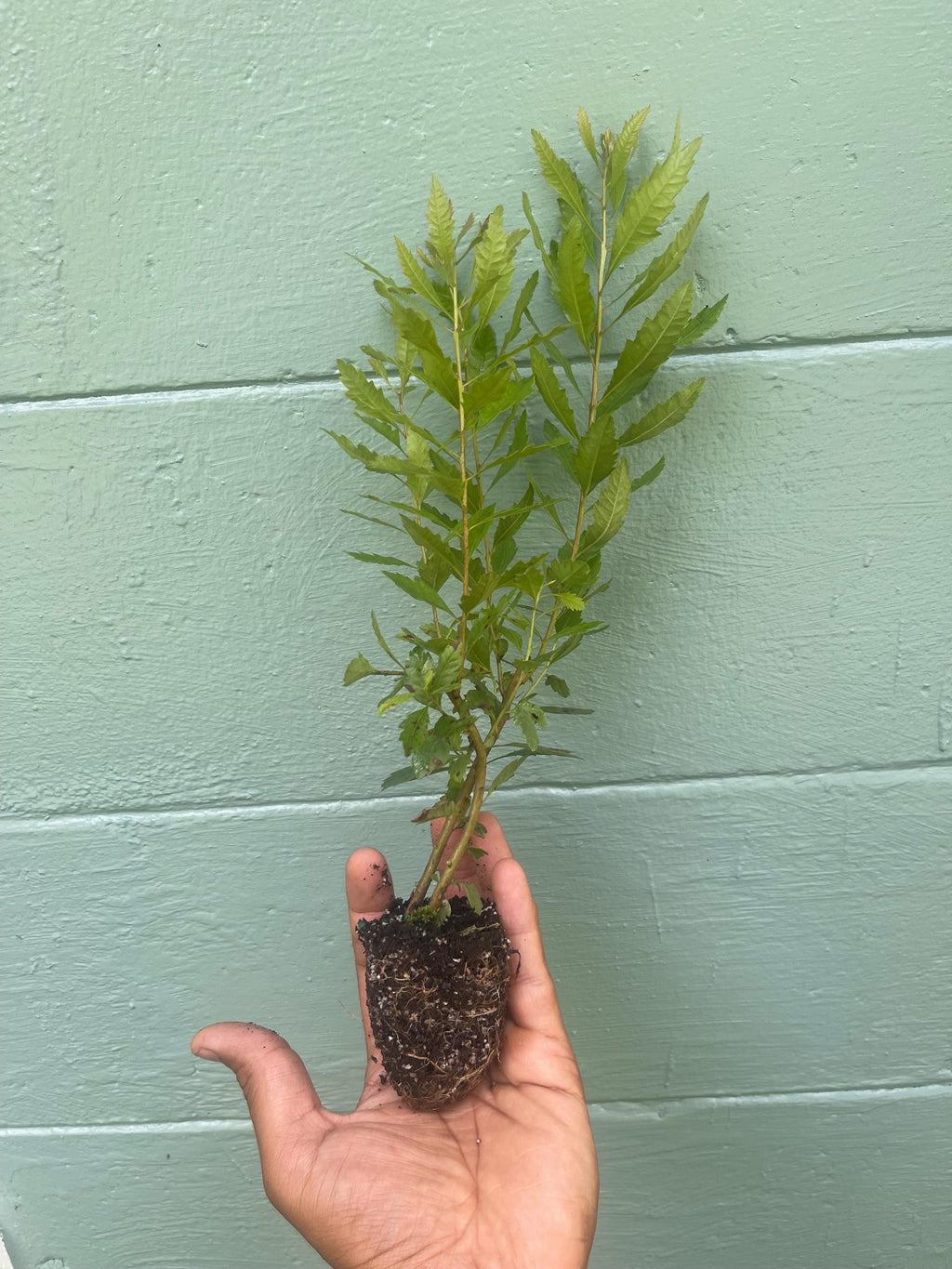 Southern Wax Myrtle (Myrica cerifera) – Evergreen Shrub for Wildlife, Candlemaking, and Culinary Use