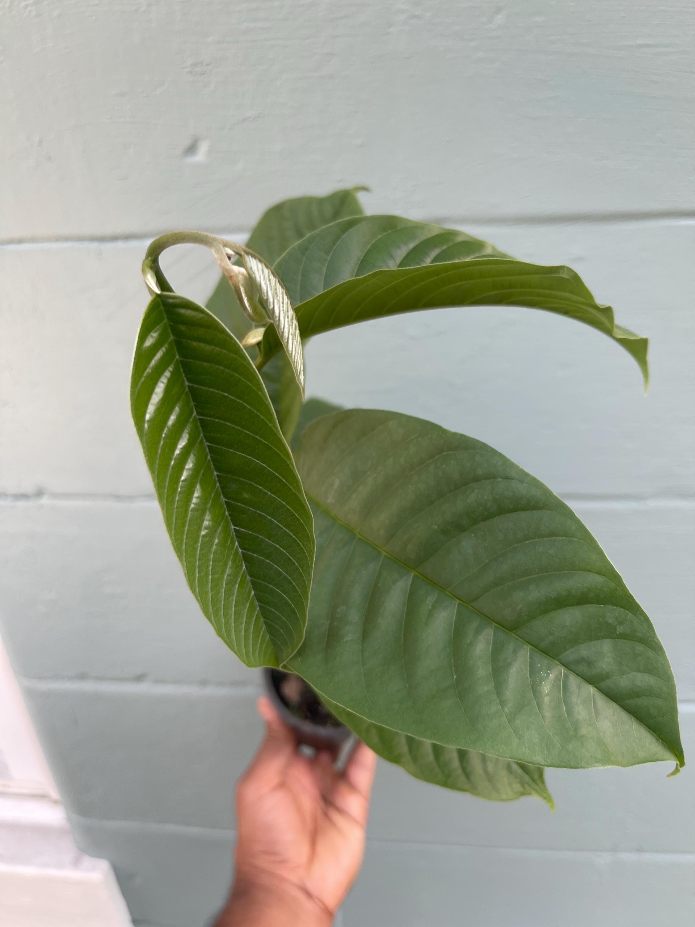 Live Rollinia Fruit Tree (Rollinia deliciosa) – Rare Tropical Plant, Biriba