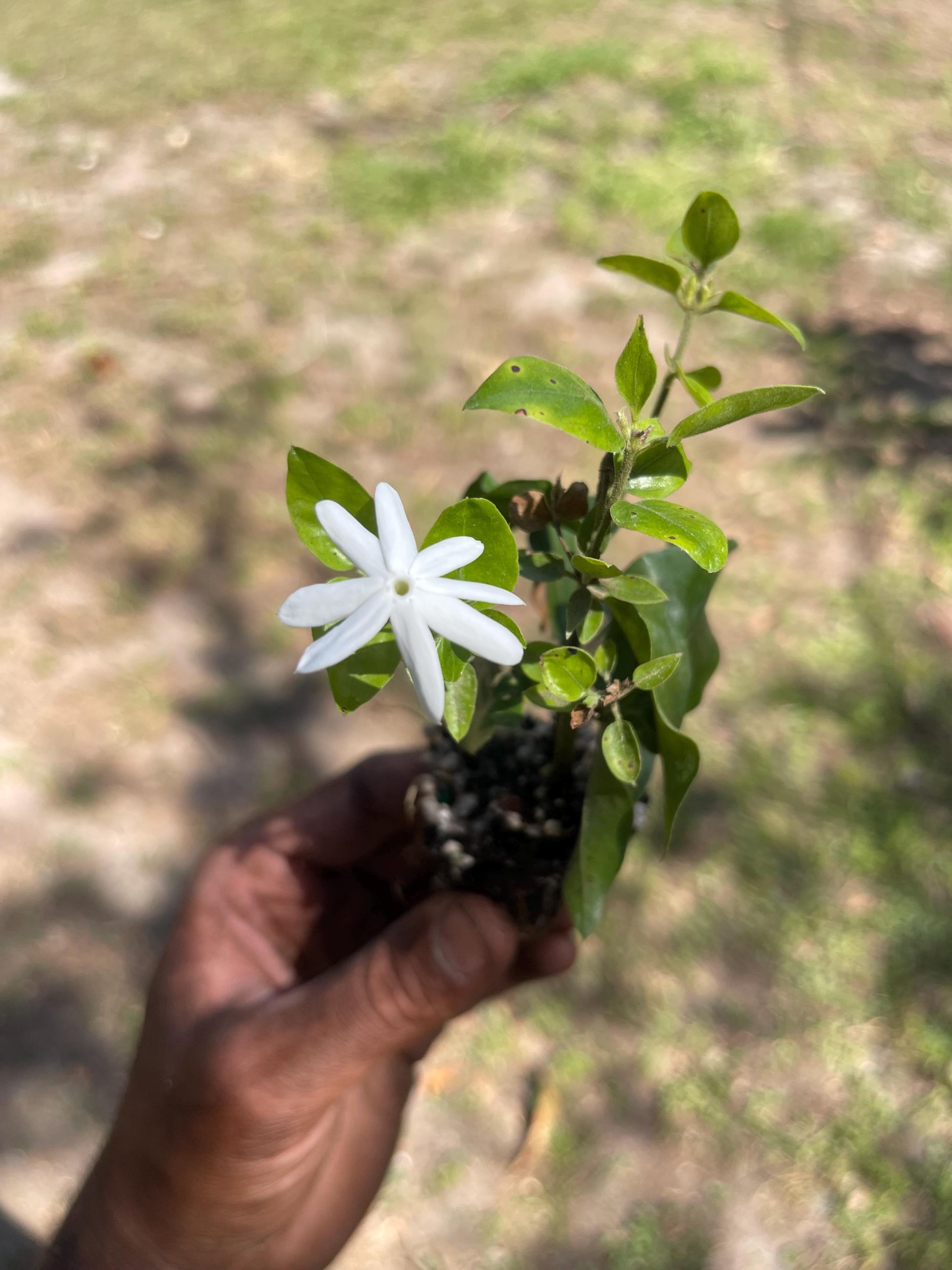 Downy Jasmine Shrub – White Blooms, Evergreen, Fast-Growing Hedge Plant