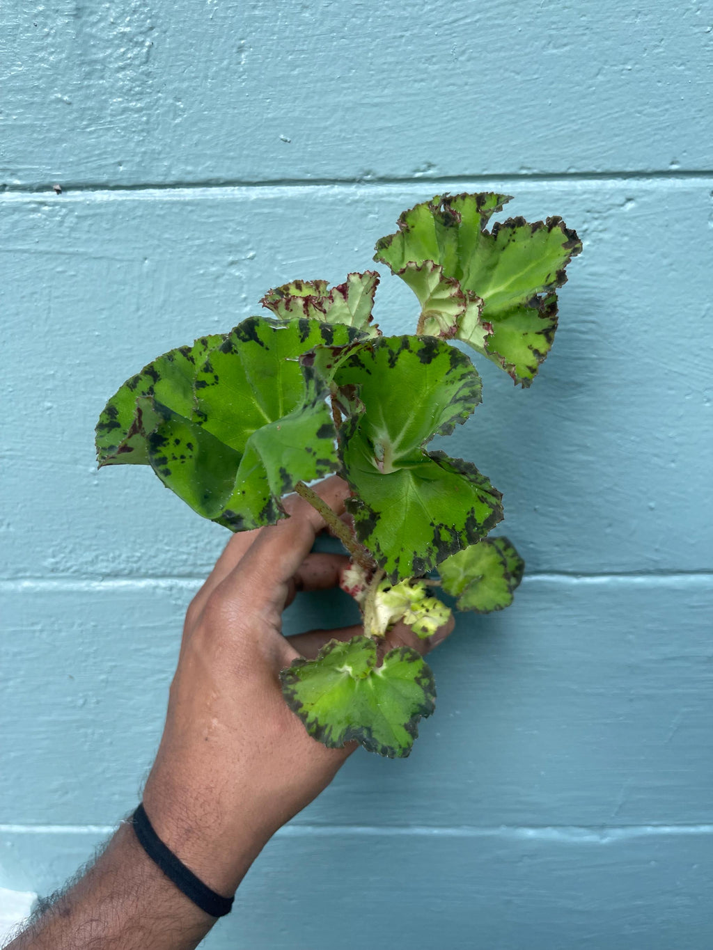 Rare Rex Begonia 'Rover Nile' Live Plant: Variegated Indoor Foliage
