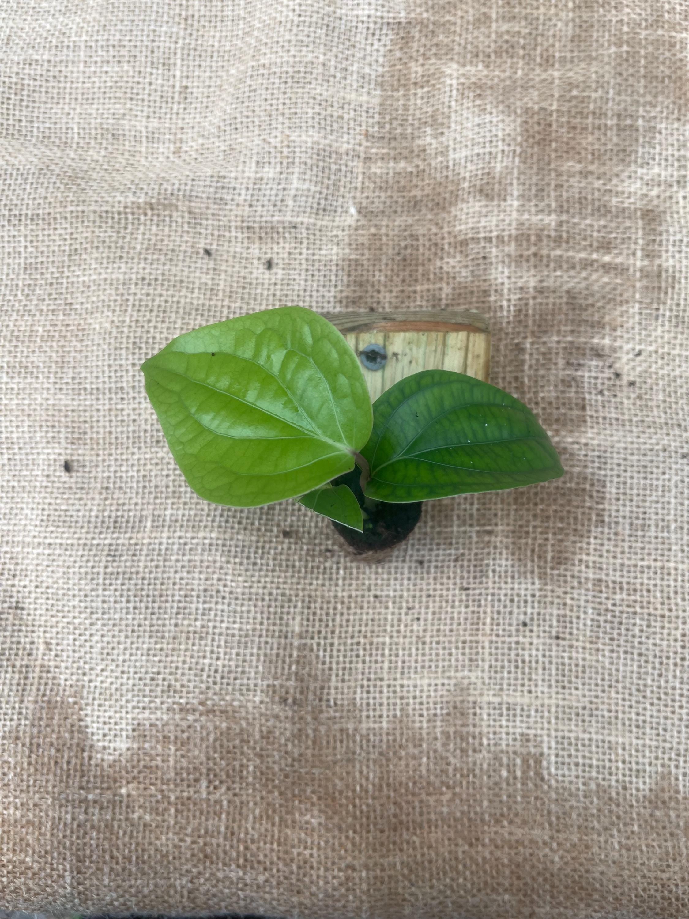 Black Pepper Plant (Piper nigrum) – Grow Your Own Spice!