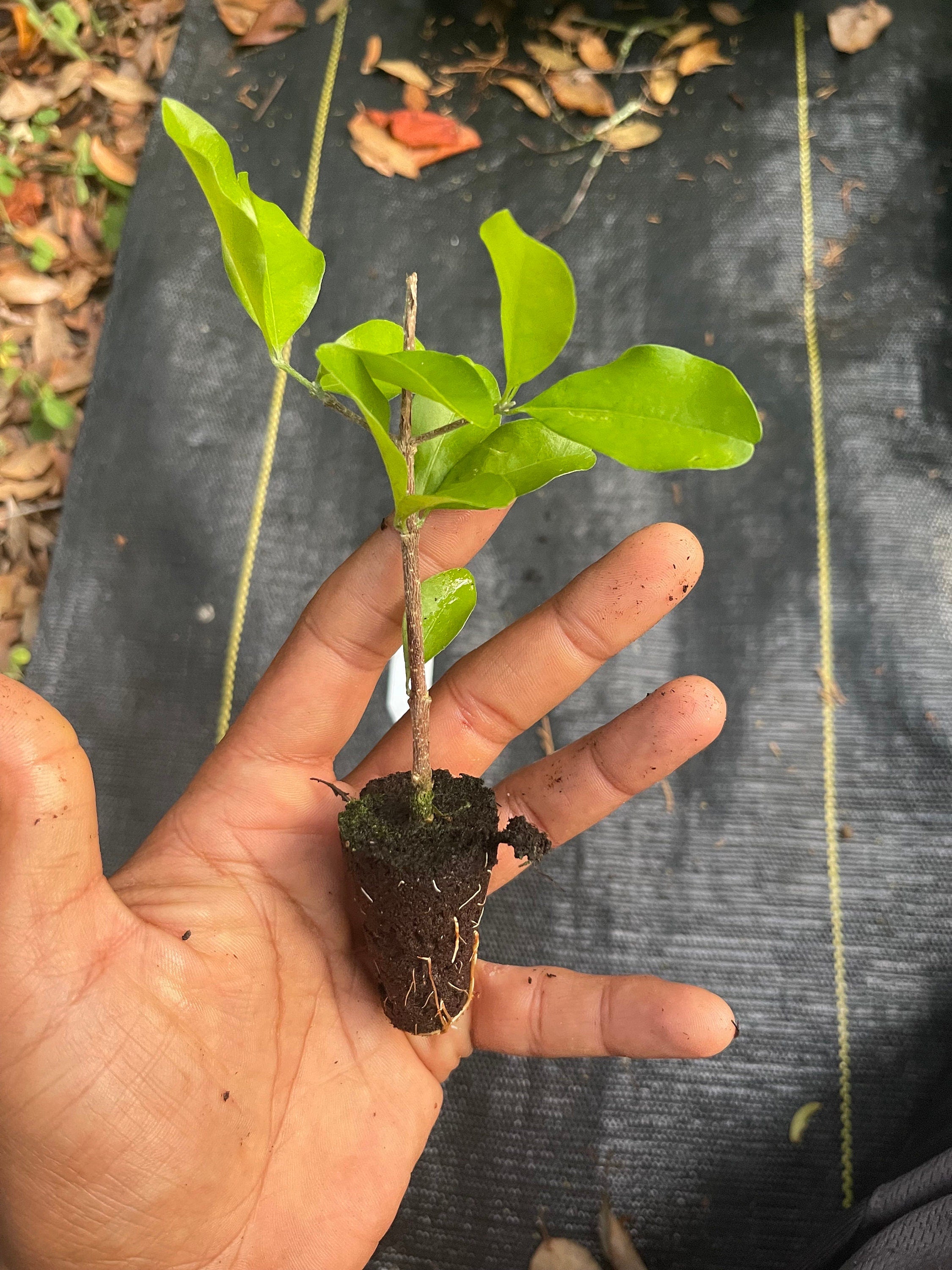Acerola Cherry Plant: High Vitamin C, Tropical Fruit Tree
