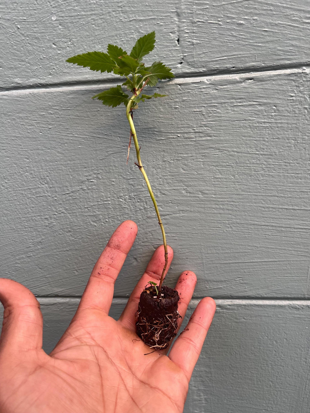 Prime-Ark® Freedom Thornless Blackberry – Live Plant – Primocane Fruiting