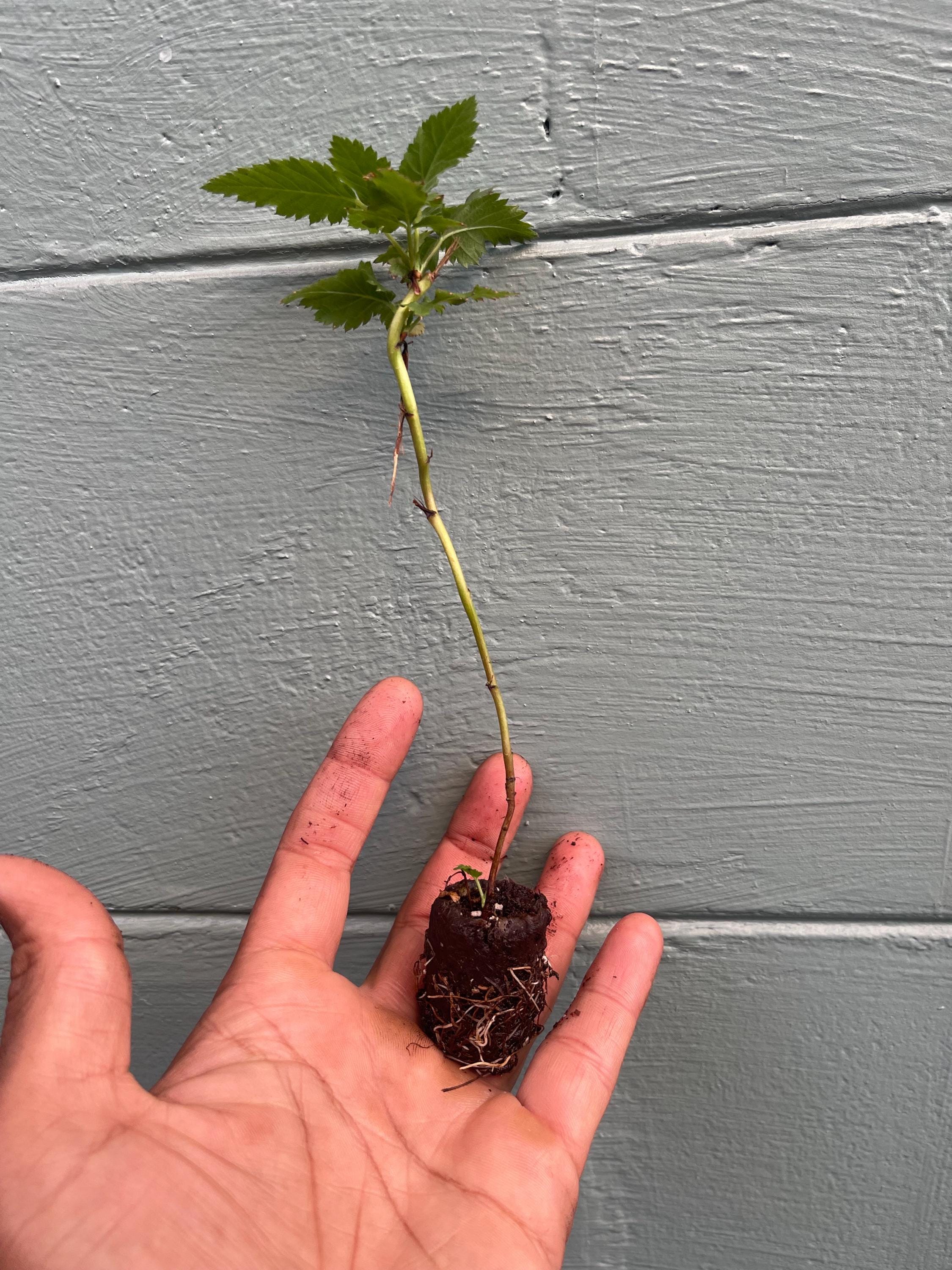 Prime-Ark® Freedom Thornless Blackberry – Live Plant – Primocane Fruiting