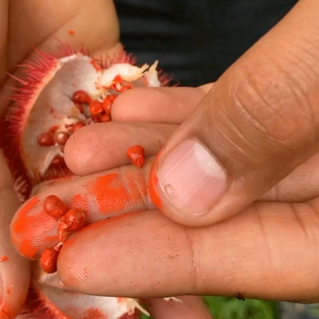 Annatto Plant (Bixa orellana) – 4” Pot – Natural Food Coloring Plant – Tropical Ornamental & Edible Shrub