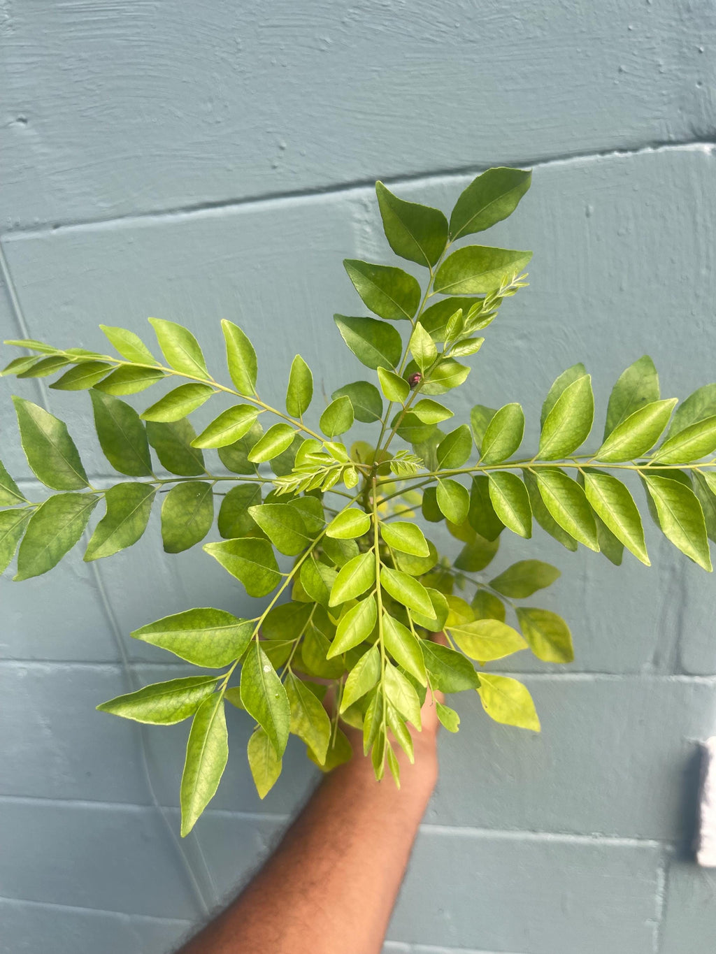 Curry Leaf Tree – Murraya koenigii – Live Plant (cannot ship to CA)