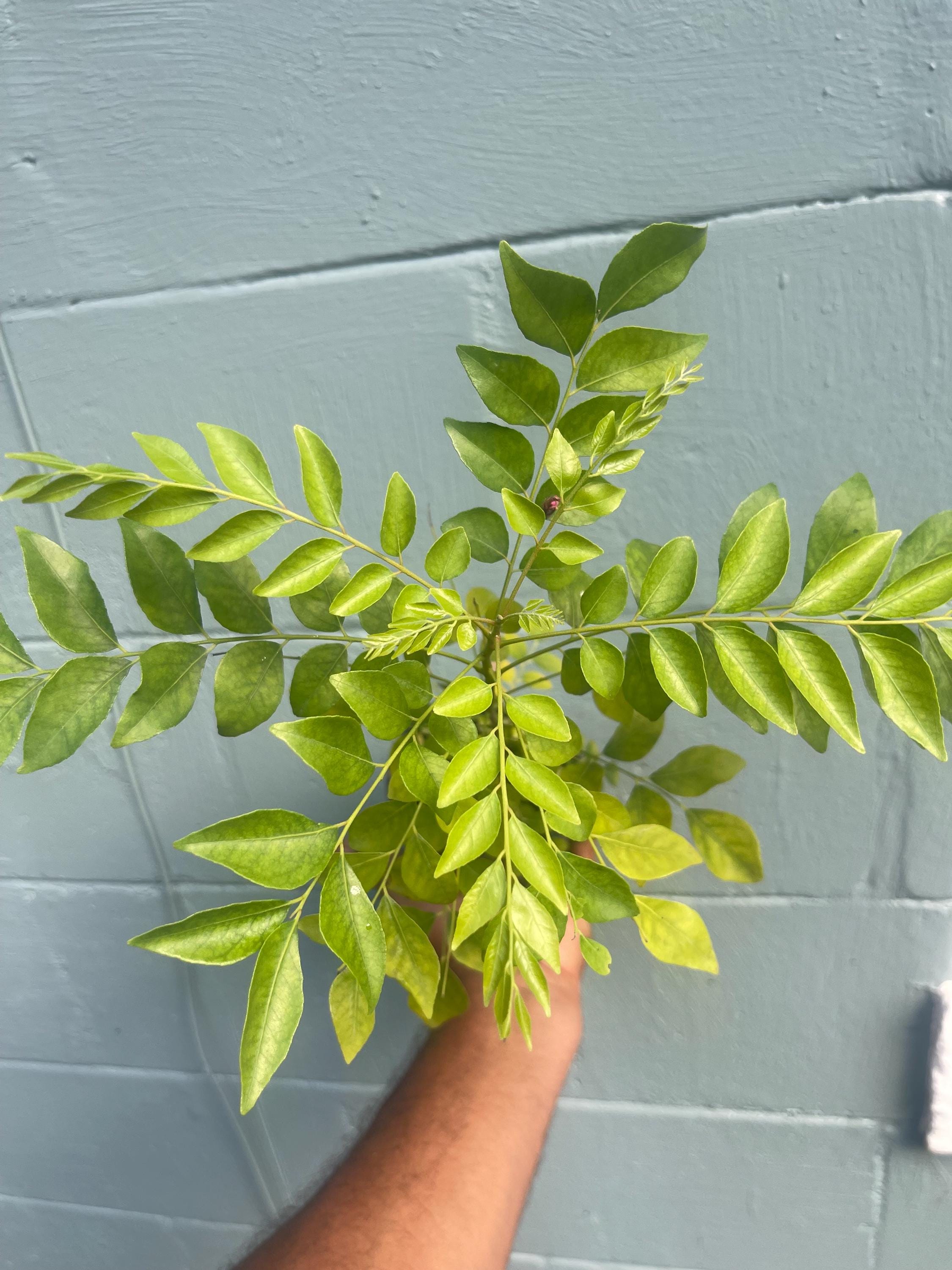 Curry Leaf Tree – Murraya koenigii – Live Plant (cannot ship to CA)