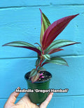Medinilla ‘Gregori Hambali’ Rare Tropical Plant – Pink Blooms, 4-Inch Pot