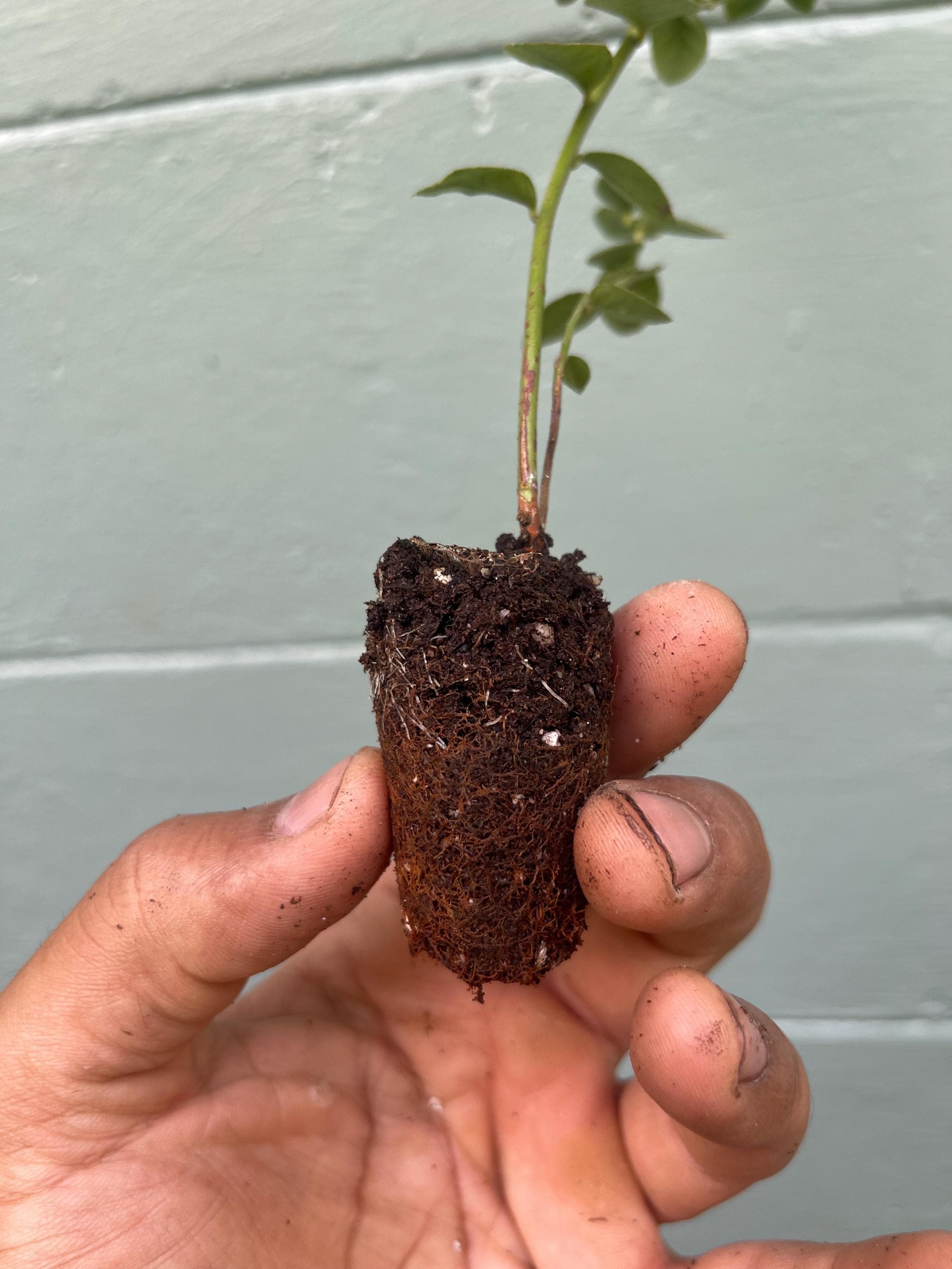 Emerald Blueberry Plant: Large Sweet Berries, Compact Shrub