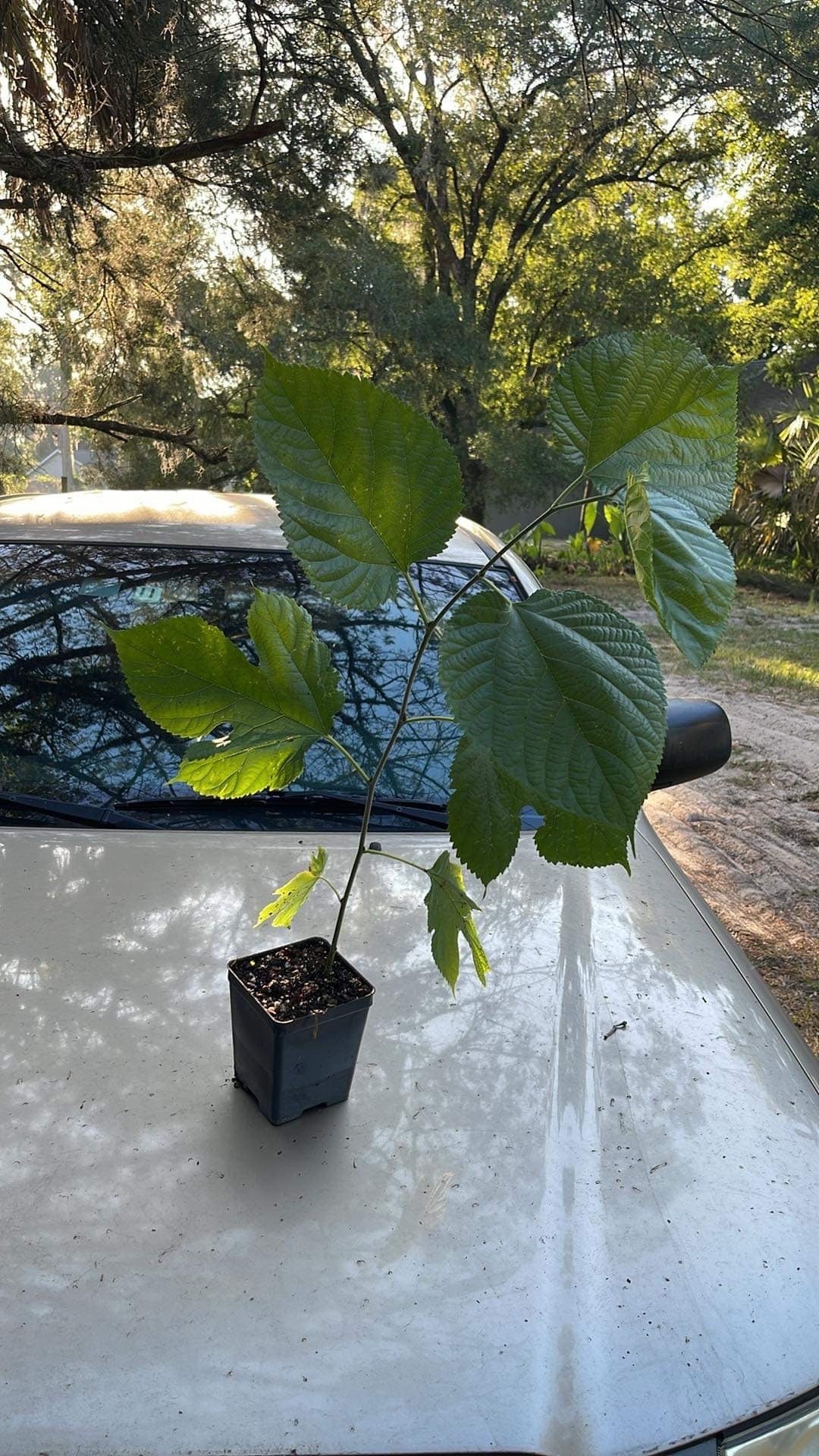 Pakistan Mulberry tree