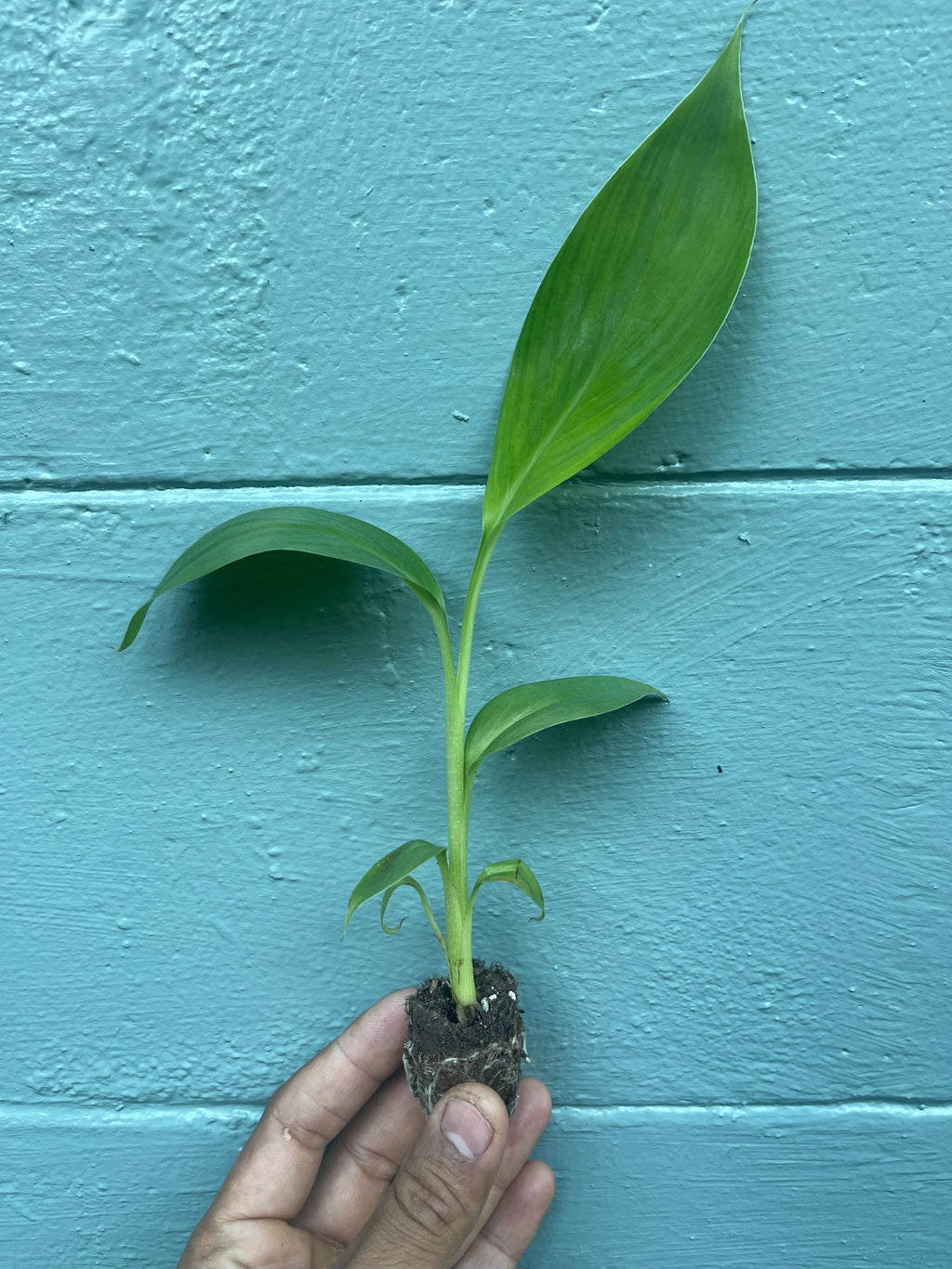 Red Trunk Popo‘ulu‘ Banana – Rare Polynesian Variety