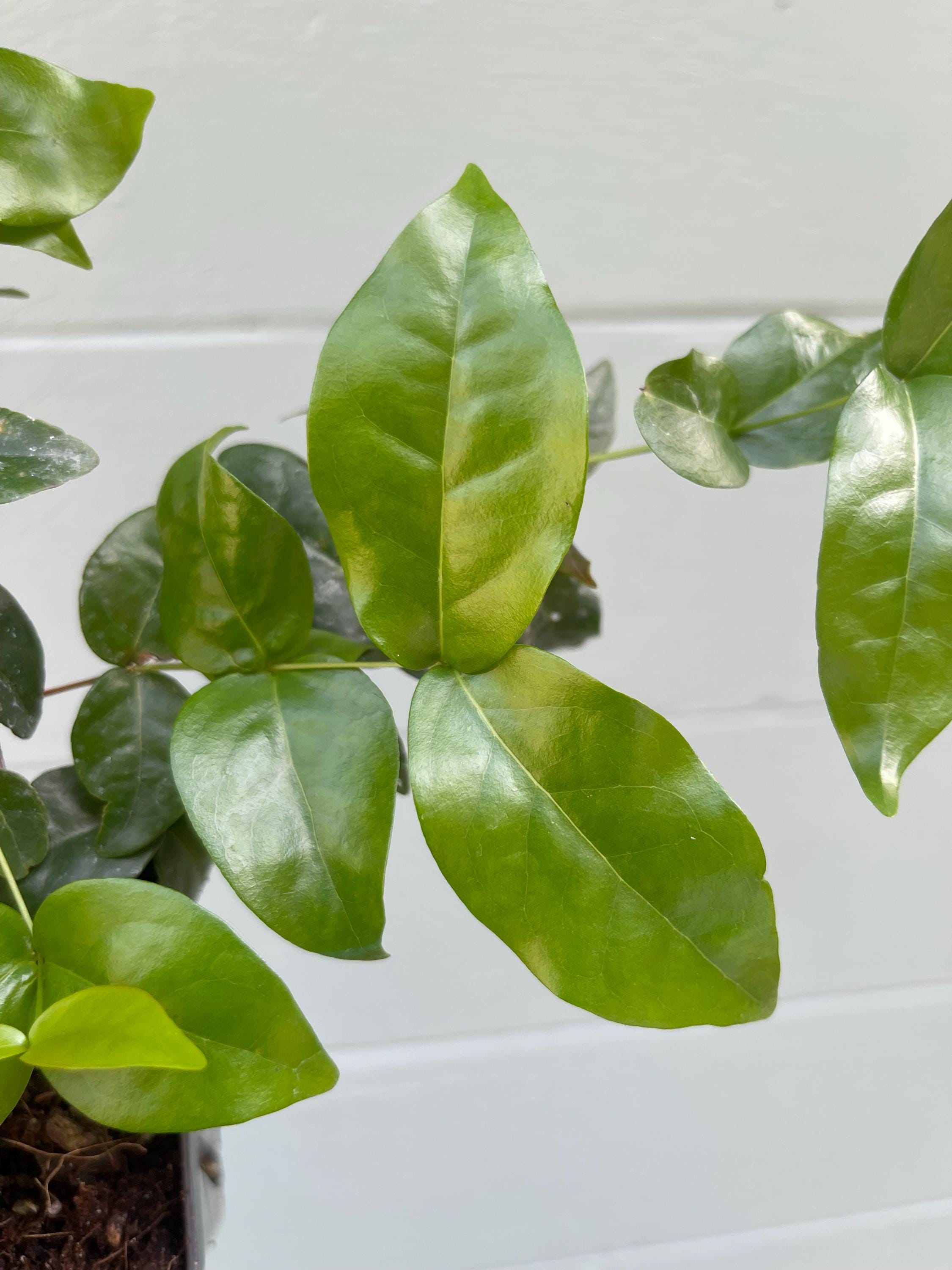 Surinam Cherry Plant (Eugenia uniflora) – Live Tropical Fruit Tree | Pitanga | Sweet-Tart Cherry | Edible Landscape