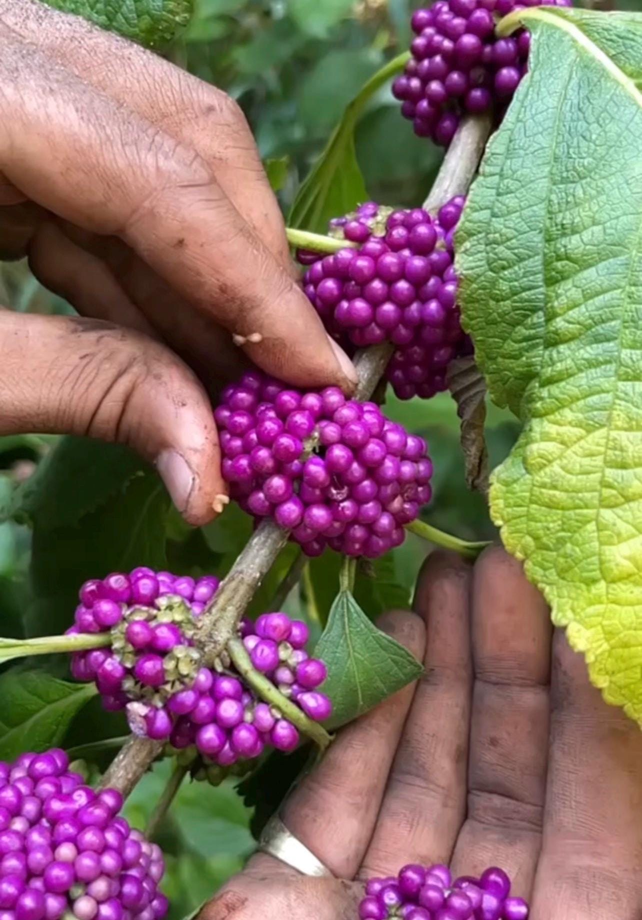 American Beautyberry (Callicarpa americana) – Live Native Berry Shrub – Pollinator Friendly – Edible Landscape Plant