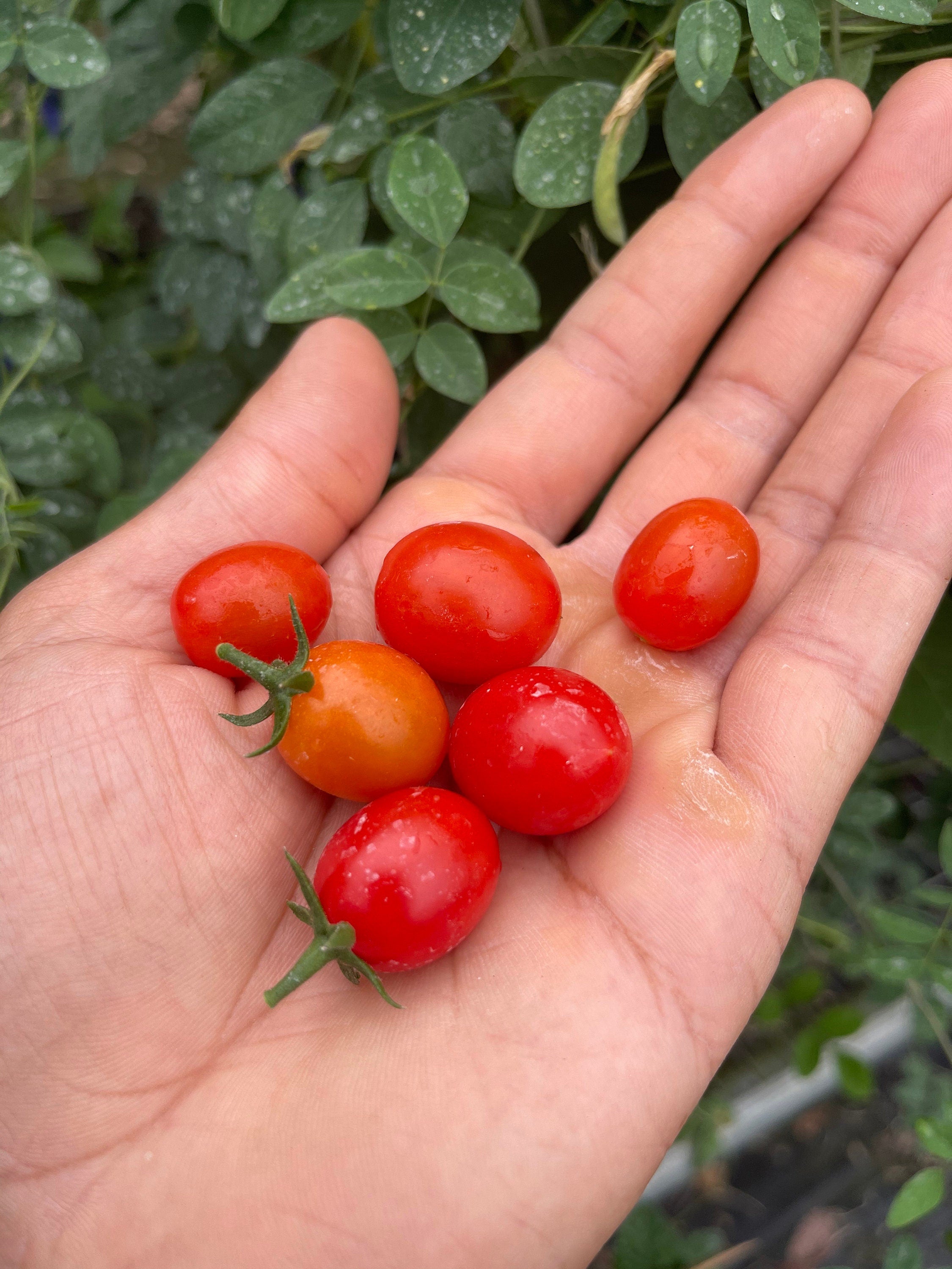Everglades tomato live plants