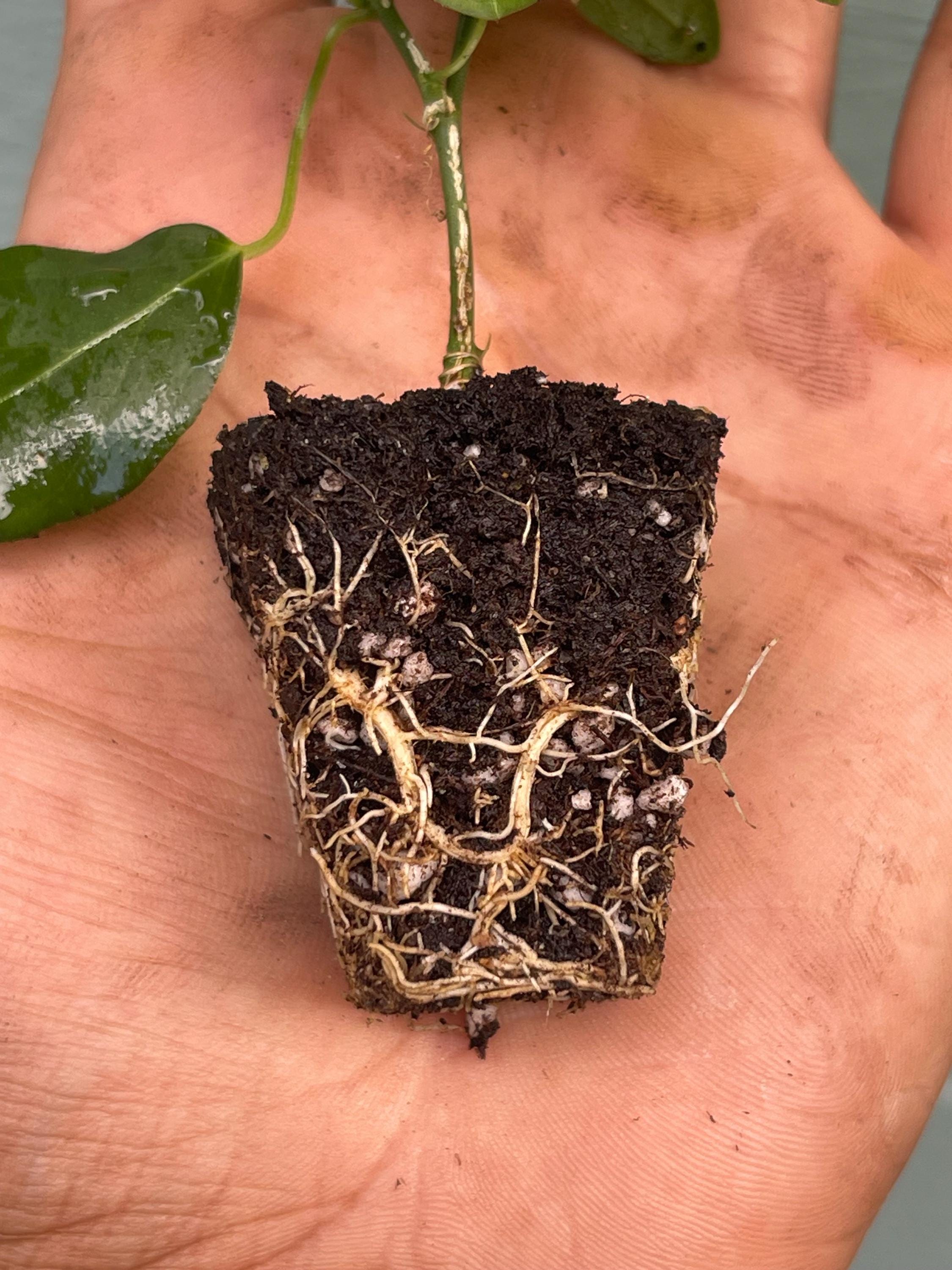 Corkystem Passionflower (Passiflora suberosa) – 2” Plug Plant – Native Butterfly Host Vine