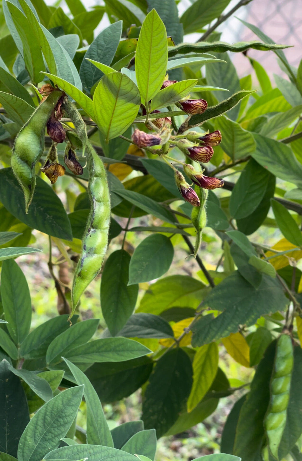 Pigeon peas seeds