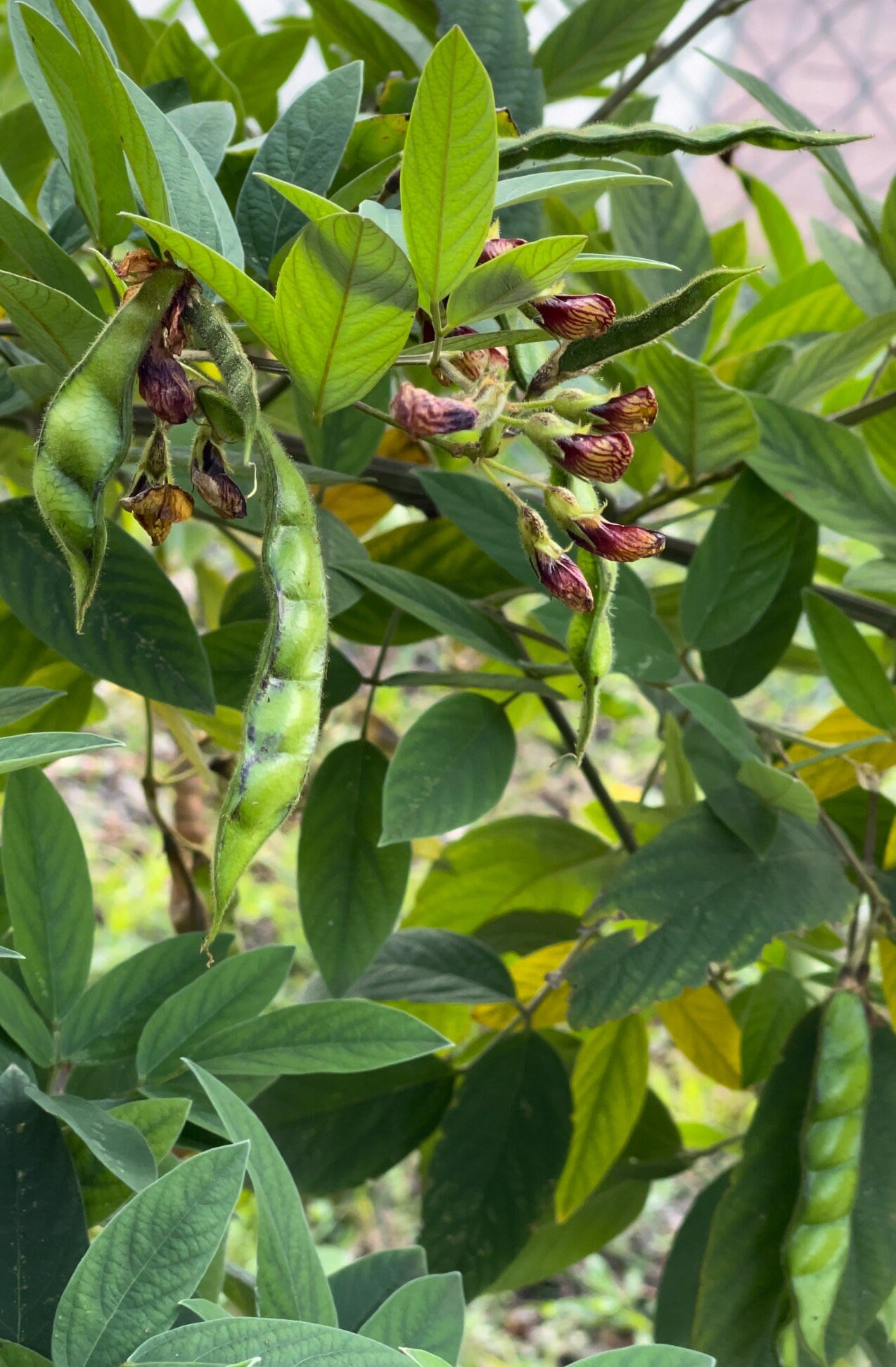 Pigeon peas seeds