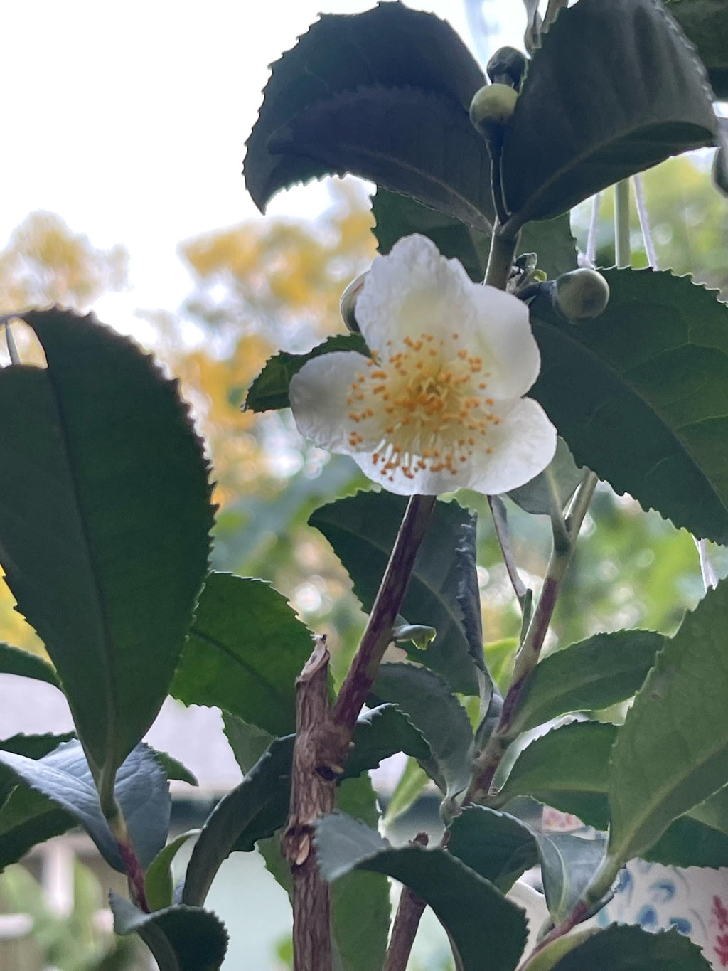 Camellia Sinensis Tea Plant: Live Herbal Tea Garden Gift