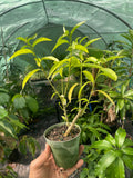 Night Blooming Jasmine Plant (Cestrum nocturnum) - Fragrant Outdoor Flowering Plant for Garden