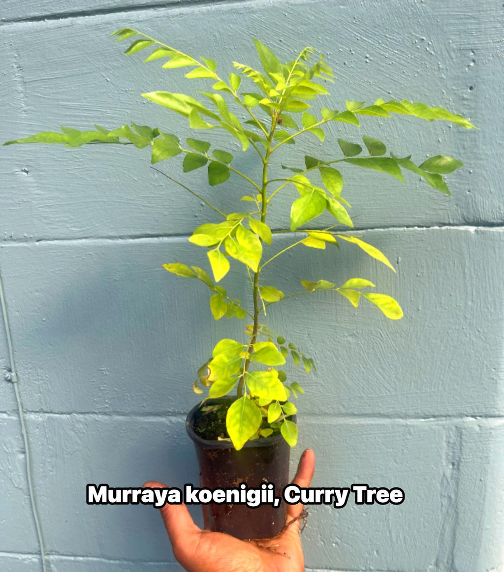 Curry Leaf Tree – Murraya koenigii – Live Plant (cannot ship to CA)