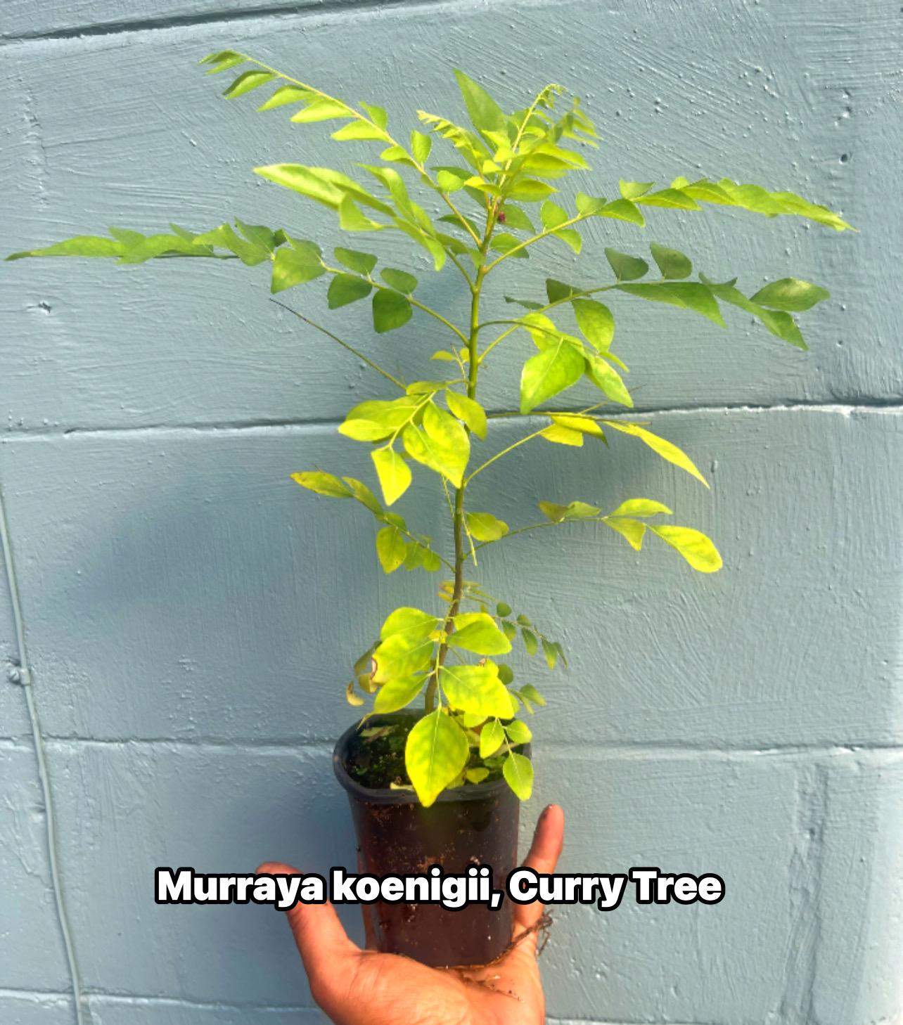 Curry Leaf Tree – Murraya koenigii – Live Plant (cannot ship to CA)