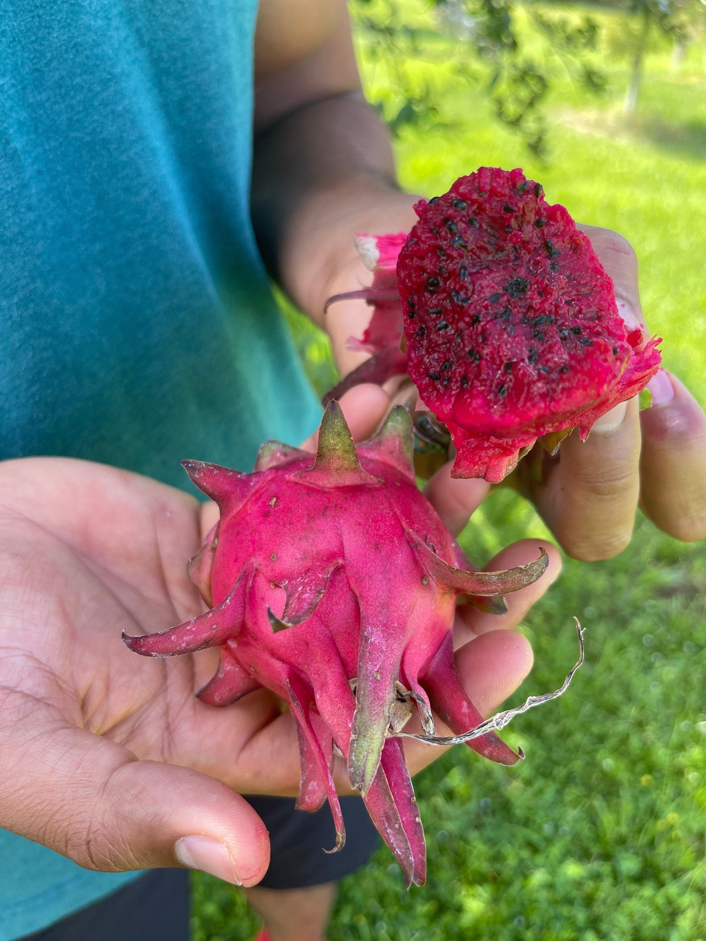 Red dragon fruit plants