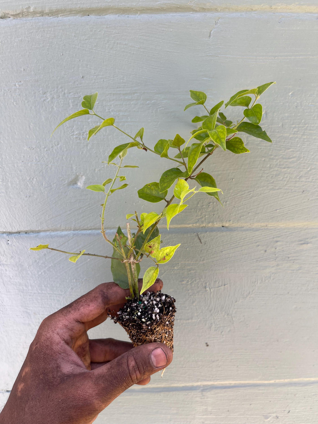 Downy Jasmine Shrub – White Blooms, Evergreen, Fast-Growing Hedge Plant