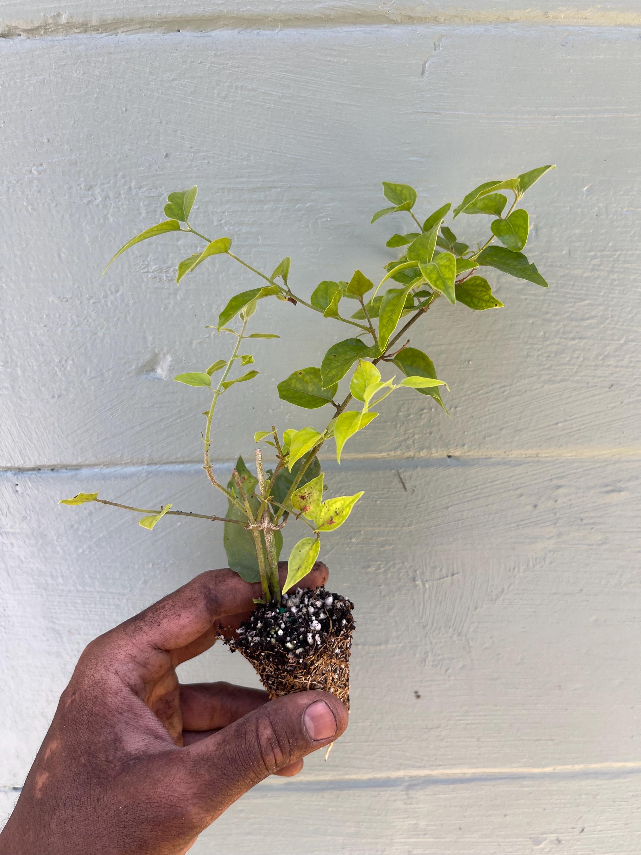 Downy Jasmine Shrub – White Blooms, Evergreen, Fast-Growing Hedge Plant