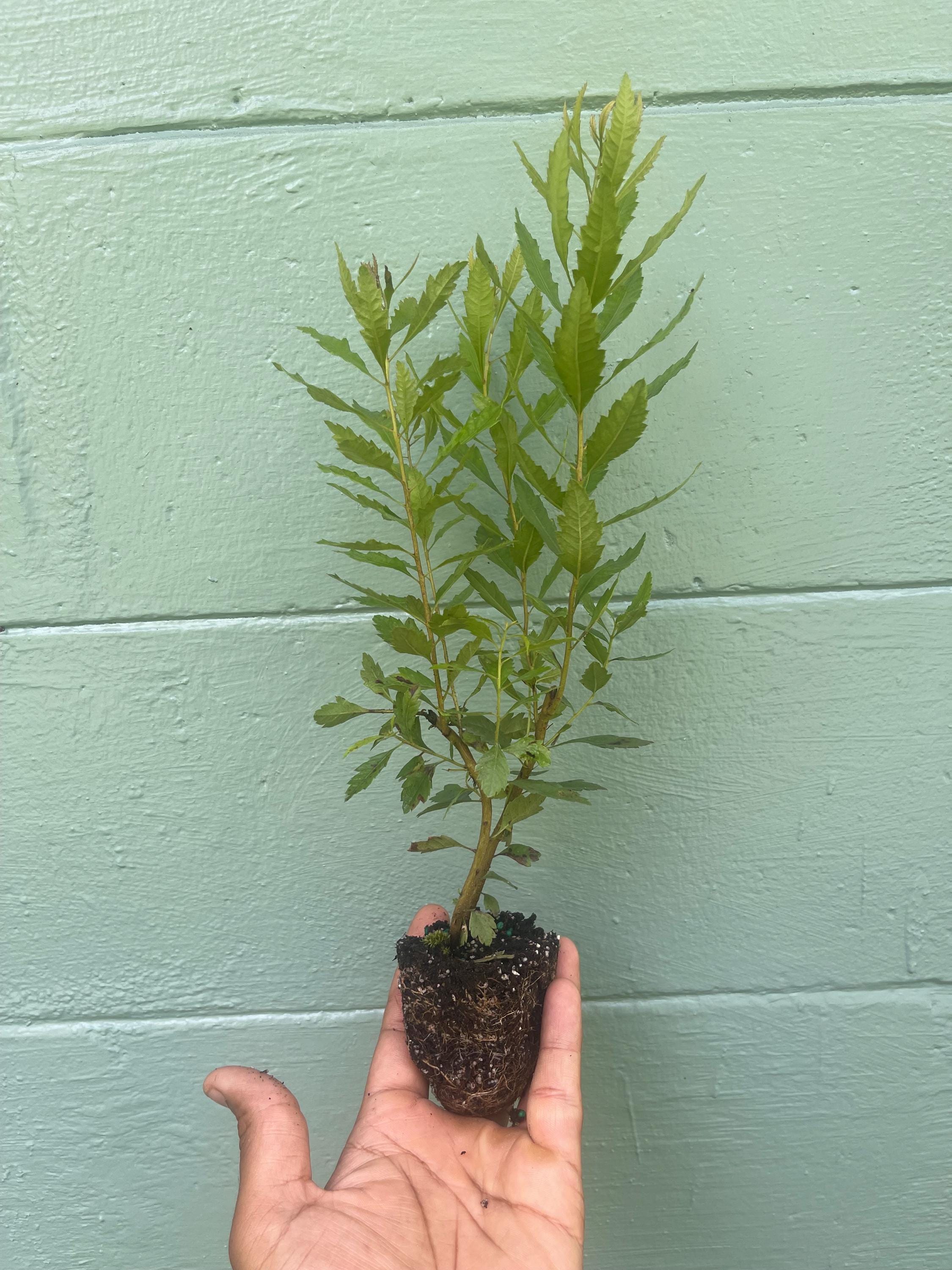 Southern Wax Myrtle (Myrica cerifera) – Evergreen Shrub for Wildlife, Candlemaking, and Culinary Use
