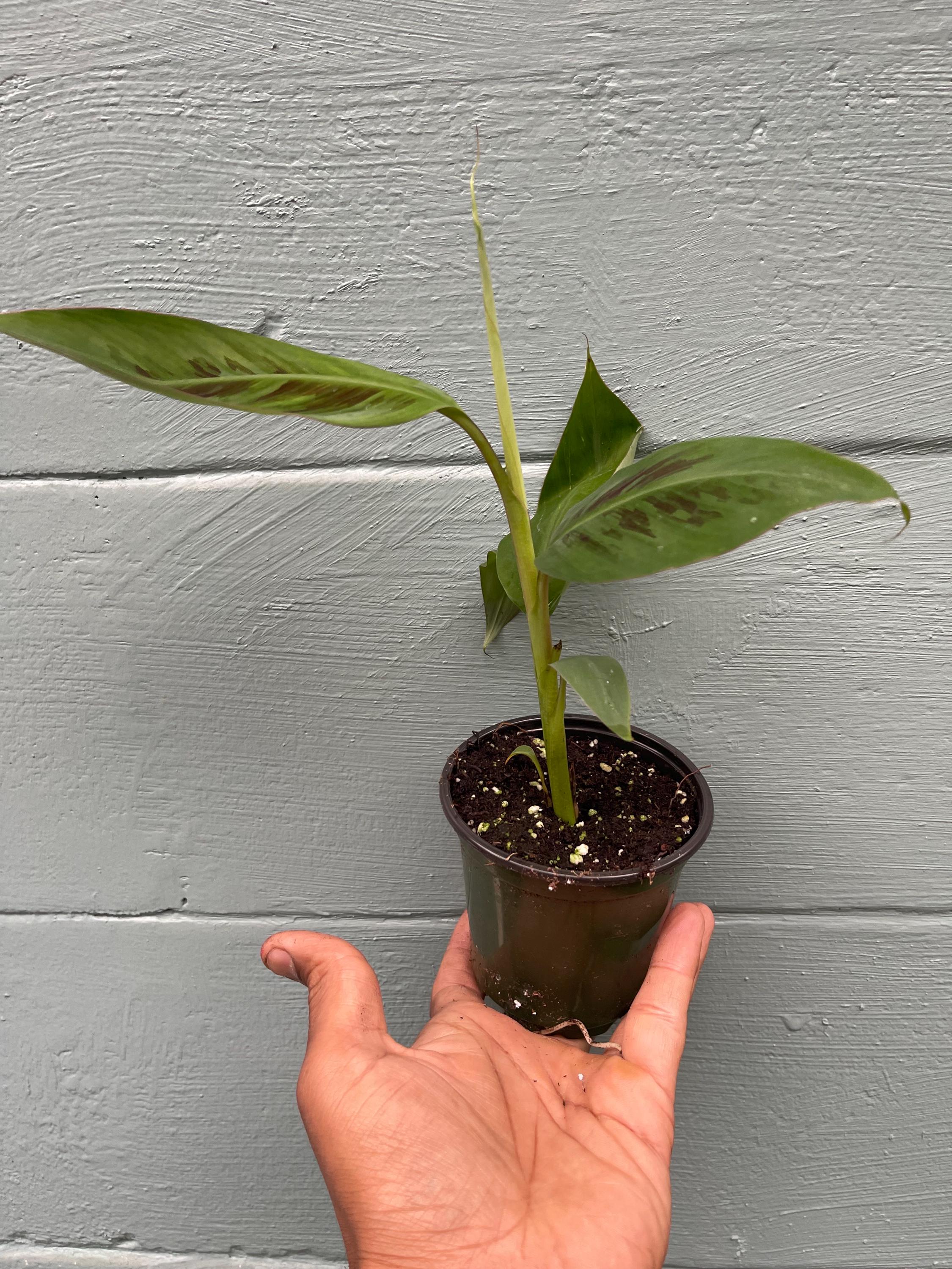 Musa ‘Sumatrana X’ – Rare Red-Leaf Hybrid Banana