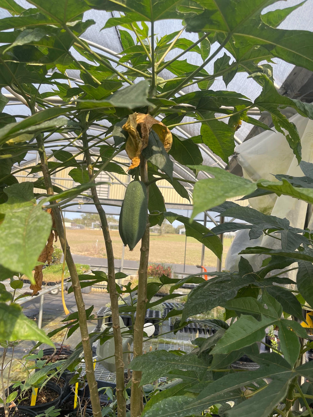RARE Babaco/Mountain papaya plants