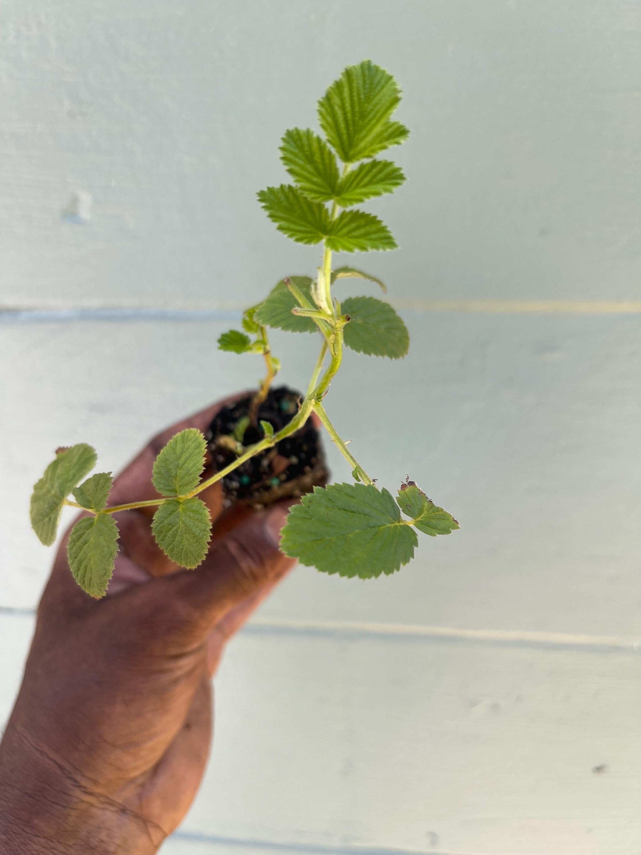 Mysore Raspberry Liners (Rubus niveus)