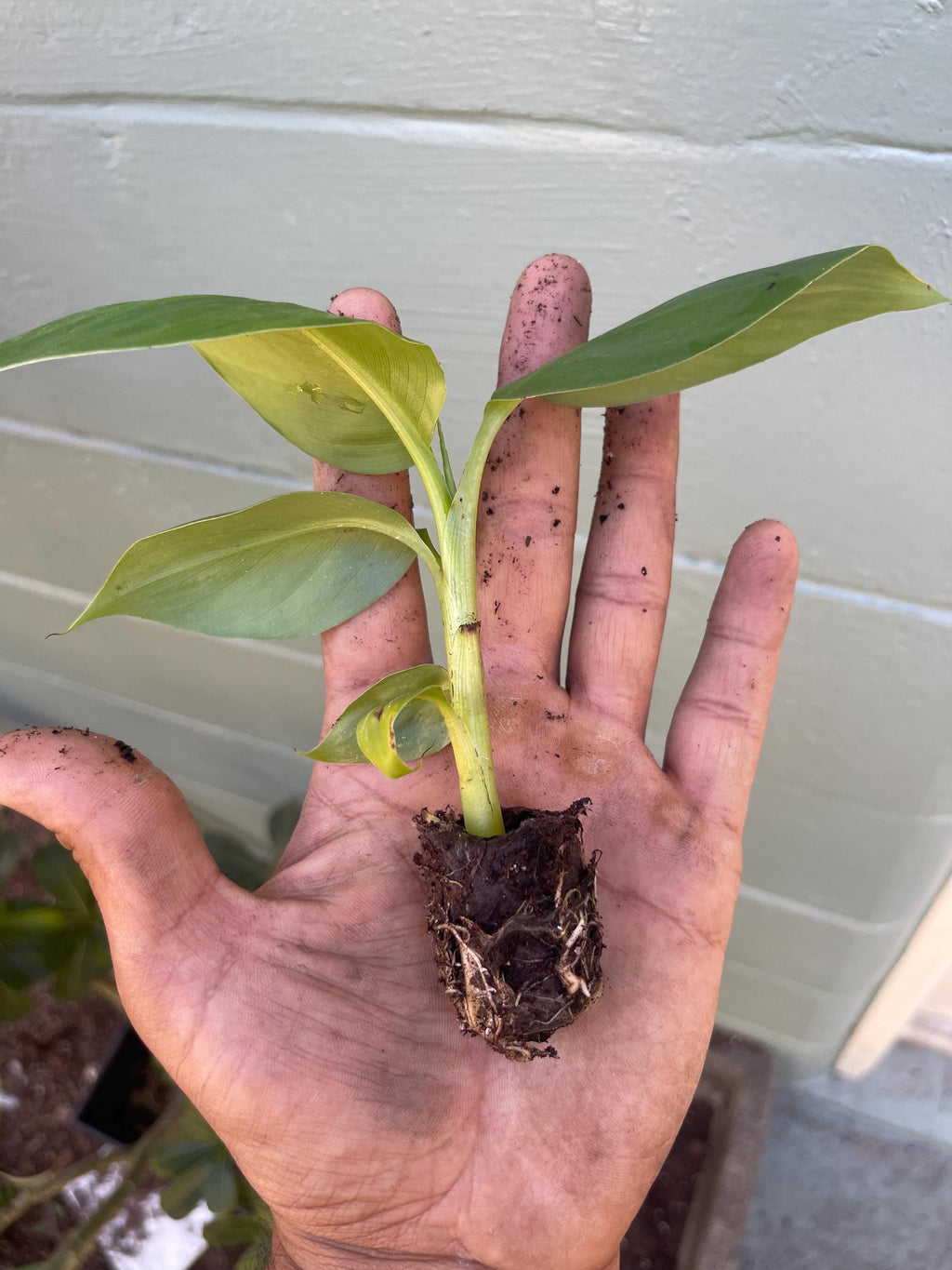 Dwarf Green Banana Plant Live | Musa ‘Dwarf Green’ | Compact Banana Tree | Produces Full-Size Bananas